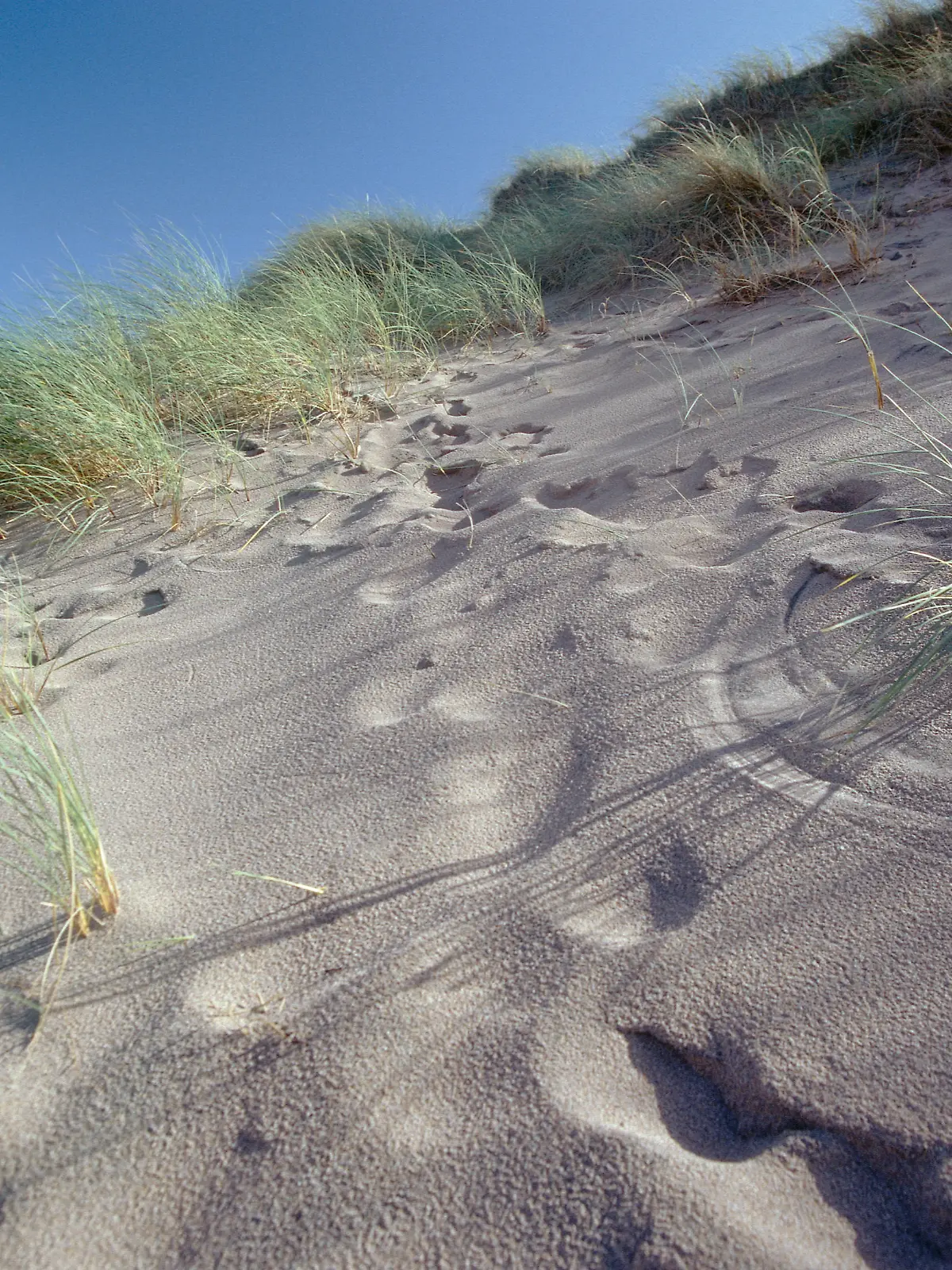 Sandduene, mit Graesern und Fussspuren