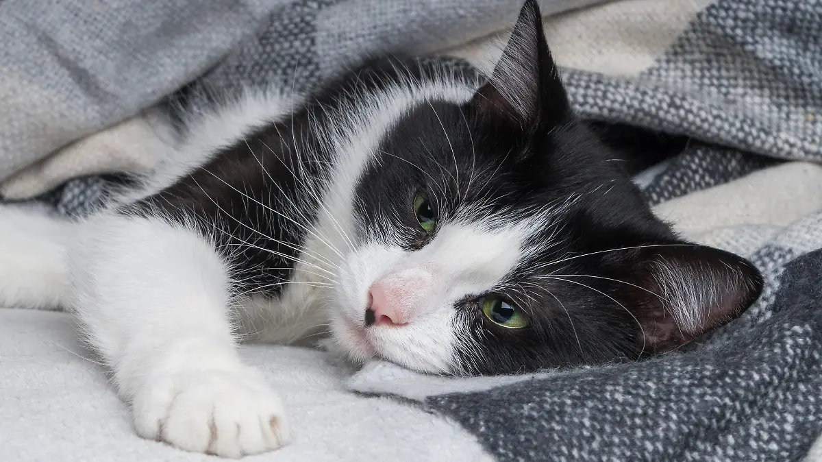 Beautiful young green eyes mixed breed cat warms under black, gray and white tartan plaid in cold winter weather. Pets care concept. Animal indoor in home or hotel bedroom. Copy space empty for text.