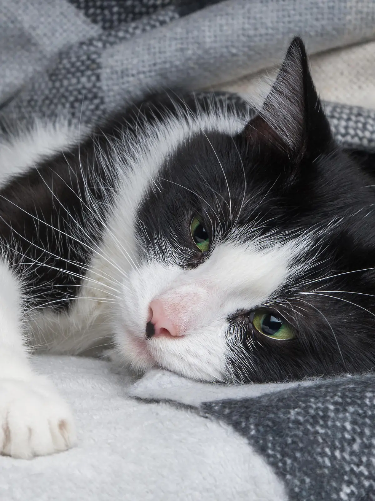 Beautiful young green eyes mixed breed cat warms under black, gray and white tartan plaid in cold winter weather.  Pets care concept. Animal indoor in home or hotel bedroom. Copy space empty for text.