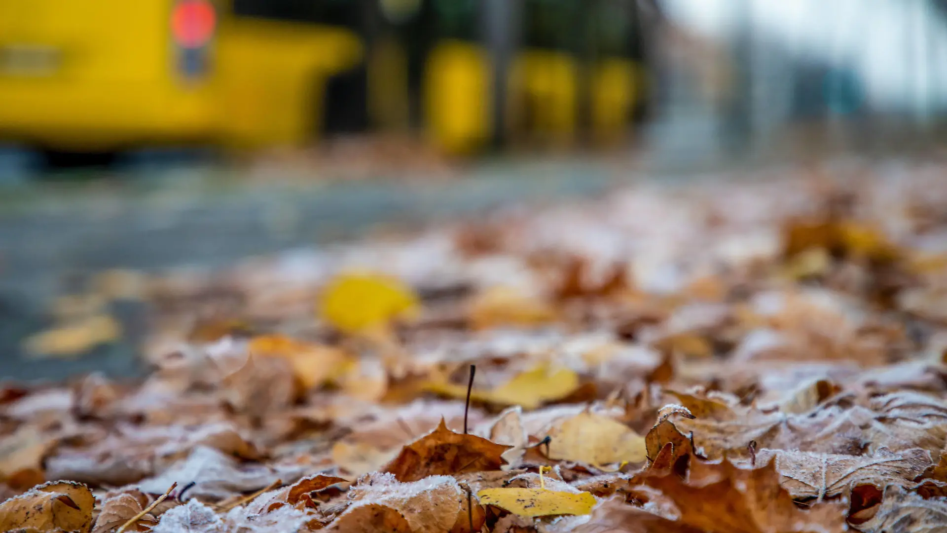 Frost in Berlin Berlin, 21.11.2020: Bus der BVG faehrt an vereistem Laub vorbei. Erster Nachtfrost sorgt fuer Bodenfrost am Samstag Morgen. Berlin Deutschland *** Frost in Berlin Berlin, 21 11 2020 BVG bus passes icy leaves First night frost causes ground frost on Saturday morning Berlin Germany