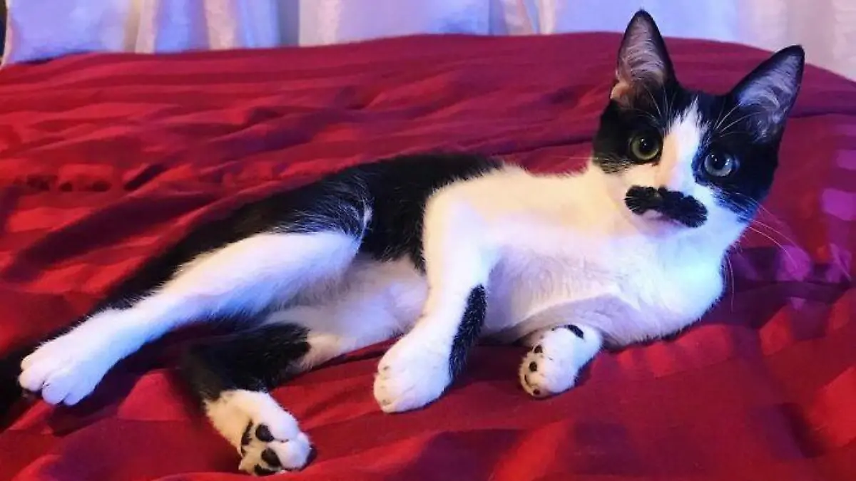 Story from Jam Press (Moustache Cat)

Pictured: Mostaccioli.

Meet Mostaccioli – the 'moustache' cat who 'looks like Freddie Mercury'

A female cat with an adorable 'moustache' is capturing hearts on Instagram – with people comparing her to the late Queen star Freddie Mercury.

Introducing Mostaccioli, the distinguished feline who was born with a black mark across her top lip that leaves her with a very impressive 'tash.

The stray kitten was found by owner Natalie, from California, US, alongside her three brothers when she was just one day old on 30 August 2020, whimpering and soaked in her mum's garden.

The kindle's mum was a feral Bombay cat who was severely underweight.

Natalie rushed the cats to the kennel where she works and nursed the animals back to health.

But when it came time to place them in new homes, she couldn't bear to part with Mostaccioli and decided to adopt the gorgeous pet, who is now almost a year and a half old.

Two of Mostaccioli's brothers were adopted together into a separate home, and the third one was taken in by an owner who already had a poodle. 

However, she does have a step sister called Izanami and the pair are thick as thieves.

As for Mostaccioli's brilliant moustache, it wasn't very noticeable at first but has since grown into a very impressive shape – and social media users love it.

"Hahaha she just has resting cat face, she’s super sweet," the owner in response to another user's comment on a photo where the feline looks particularly unimpressed.

"Cuteness overload," added another user.

"Love the moustache," wrote someone else.

Others spotted a resemblance between Mostaccioli and Queen frontman, Freddie Mercury, who was well-known for his own excellent 'tash.

"If Freddie Mercury was a cat...," wrote one person. 

"That’s Freddie Mercury," added someone else.

"Freddi mercury?? I thought he was dead?," [sic] wrote another user.

"He genuinely looks like Freddy Mercury," commented a fourth person.

However, so