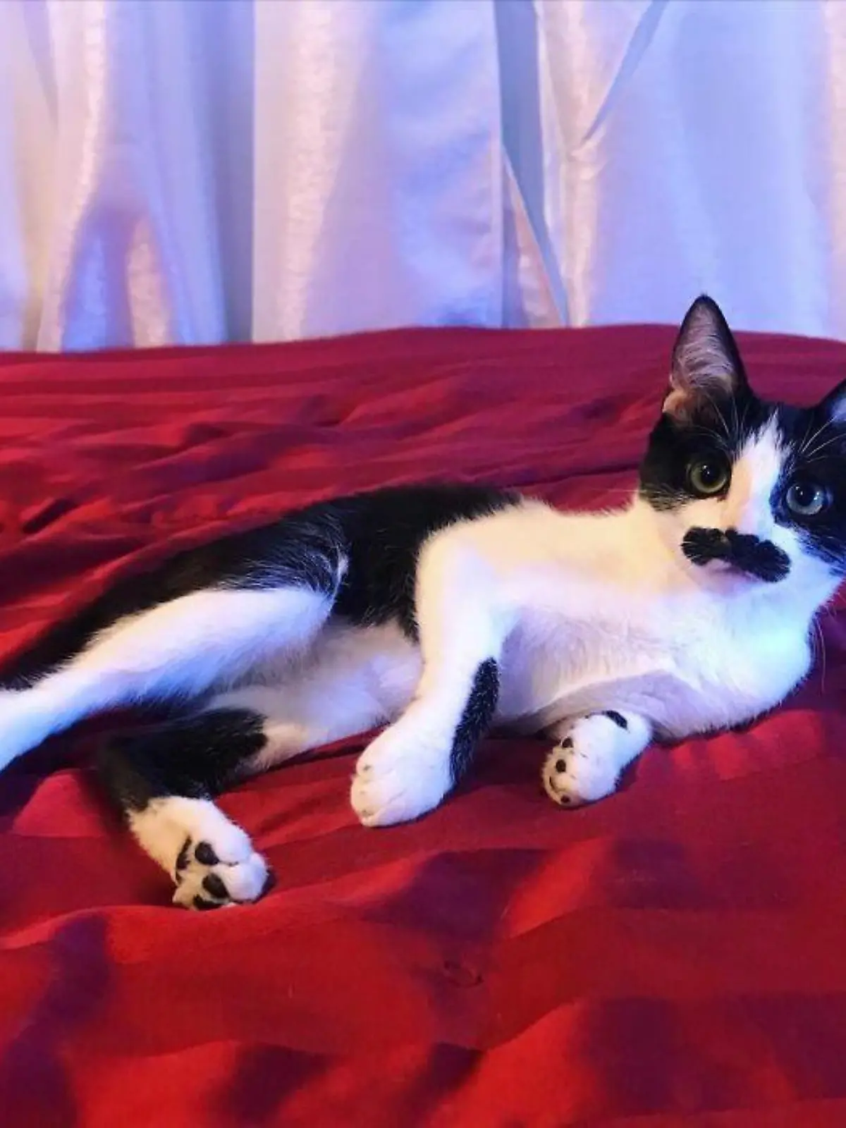 Story from Jam Press (Moustache Cat)

Pictured: Mostaccioli.

Meet Mostaccioli – the 'moustache' cat who 'looks like Freddie Mercury'

A female cat with an adorable 'moustache' is capturing hearts on Instagram – with people comparing her to the late Queen star Freddie Mercury.

Introducing Mostaccioli, the distinguished feline who was born with a black mark across her top lip that leaves her with a very impressive 'tash.

The stray kitten was found by owner Natalie, from California, US, alongside her three brothers when she was just one day old on 30 August 2020, whimpering and soaked in her mum's garden.

The kindle's mum was a feral Bombay cat who was severely underweight.

Natalie rushed the cats to the kennel where she works and nursed the animals back to health.

But when it came time to place them in new homes, she couldn't bear to part with Mostaccioli and decided to adopt the gorgeous pet, who is now almost a year and a half old.

Two of Mostaccioli's brothers were adopted together into a separate home, and the third one was taken in by an owner who already had a poodle. 

However, she does have a step sister called Izanami and the pair are thick as thieves.

As for Mostaccioli's brilliant moustache, it wasn't very noticeable at first but has since grown into a very impressive shape – and social media users love it.

"Hahaha she just has resting cat face, she’s super sweet," the owner in response to another user's comment on a photo where the feline looks particularly unimpressed.

"Cuteness overload," added another user.

"Love the moustache," wrote someone else.

Others spotted a resemblance between Mostaccioli and Queen frontman, Freddie Mercury, who was well-known for his own excellent 'tash.

"If Freddie Mercury was a cat...," wrote one person. 

"That’s Freddie Mercury," added someone else.

"Freddi mercury?? I thought he was dead?," [sic] wrote another user.

"He genuinely looks like Freddy Mercury," commented a fourth person.

However, so