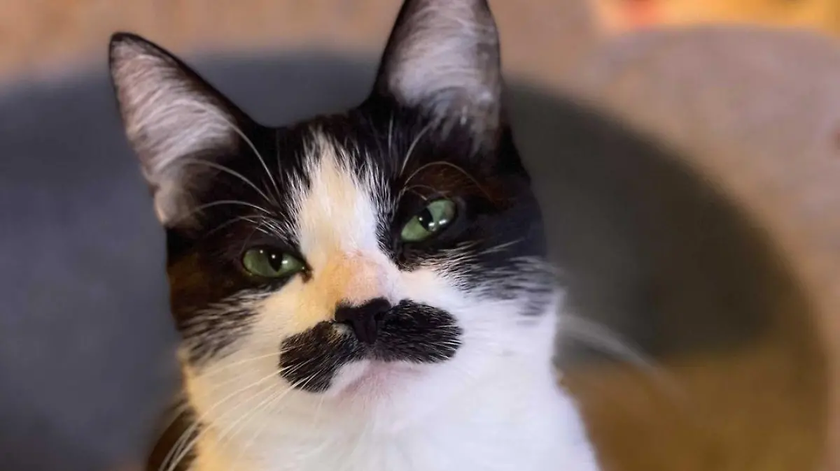 Story from Jam Press (Moustache Cat)

Pictured: Mostaccioli.

Meet Mostaccioli – the 'moustache' cat who 'looks like Freddie Mercury'

A female cat with an adorable 'moustache' is capturing hearts on Instagram – with people comparing her to the late Queen star Freddie Mercury.

Introducing Mostaccioli, the distinguished feline who was born with a black mark across her top lip that leaves her with a very impressive 'tash.

The stray kitten was found by owner Natalie, from California, US, alongside her three brothers when she was just one day old on 30 August 2020, whimpering and soaked in her mum's garden.

The kindle's mum was a feral Bombay cat who was severely underweight.

Natalie rushed the cats to the kennel where she works and nursed the animals back to health.

But when it came time to place them in new homes, she couldn't bear to part with Mostaccioli and decided to adopt the gorgeous pet, who is now almost a year and a half old.

Two of Mostaccioli's brothers were adopted together into a separate home, and the third one was taken in by an owner who already had a poodle. 

However, she does have a step sister called Izanami and the pair are thick as thieves.

As for Mostaccioli's brilliant moustache, it wasn't very noticeable at first but has since grown into a very impressive shape – and social media users love it.

"Hahaha she just has resting cat face, she’s super sweet," the owner in response to another user's comment on a photo where the feline looks particularly unimpressed.

"Cuteness overload," added another user.

"Love the moustache," wrote someone else.

Others spotted a resemblance between Mostaccioli and Queen frontman, Freddie Mercury, who was well-known for his own excellent 'tash.

"If Freddie Mercury was a cat...," wrote one person. 

"That’s Freddie Mercury," added someone else.

"Freddi mercury?? I thought he was dead?," [sic] wrote another user.

"He genuinely looks like Freddy Mercury," commented a fourth person.

However, so