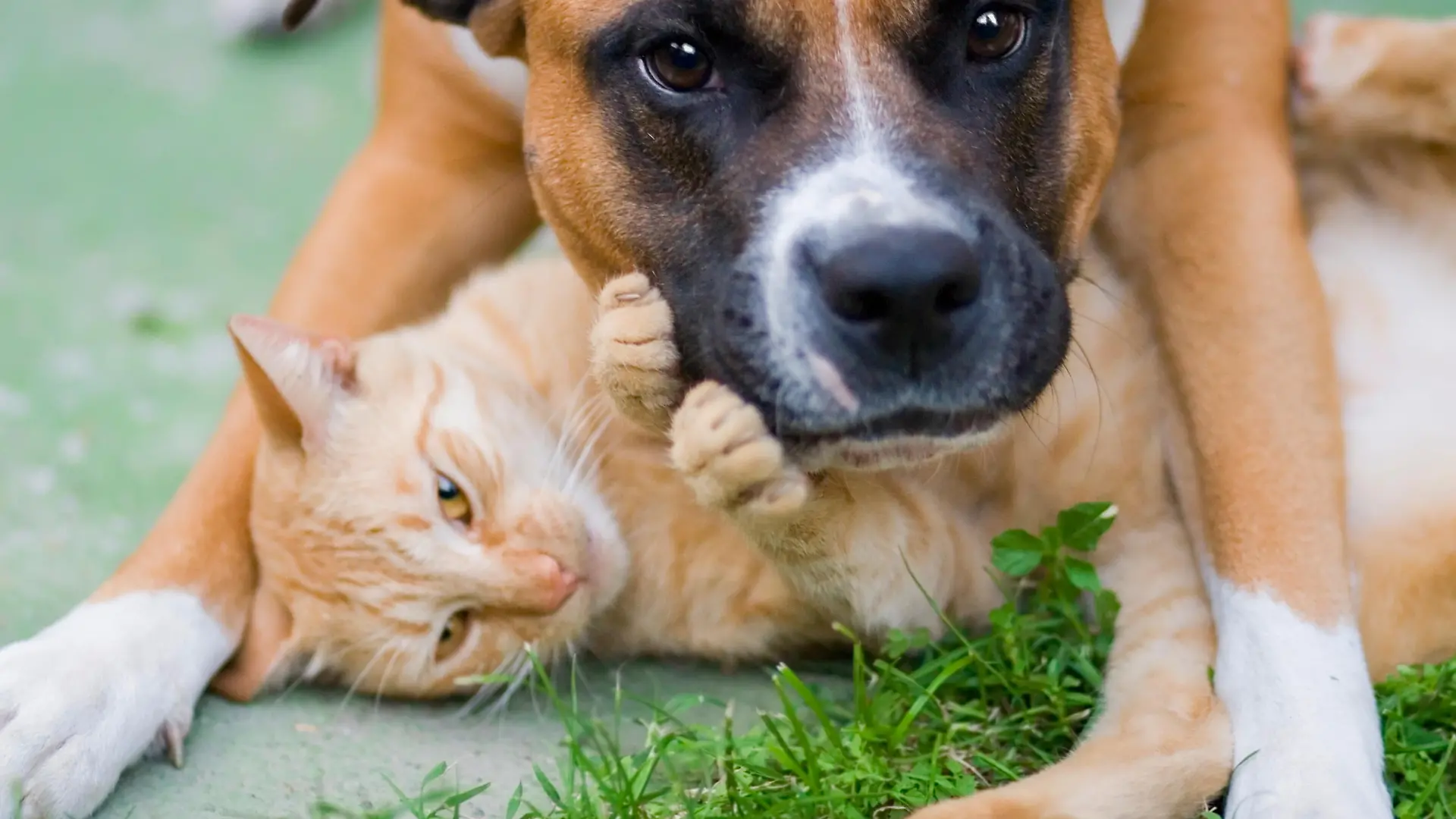 Pit bull hugging an alley cat!