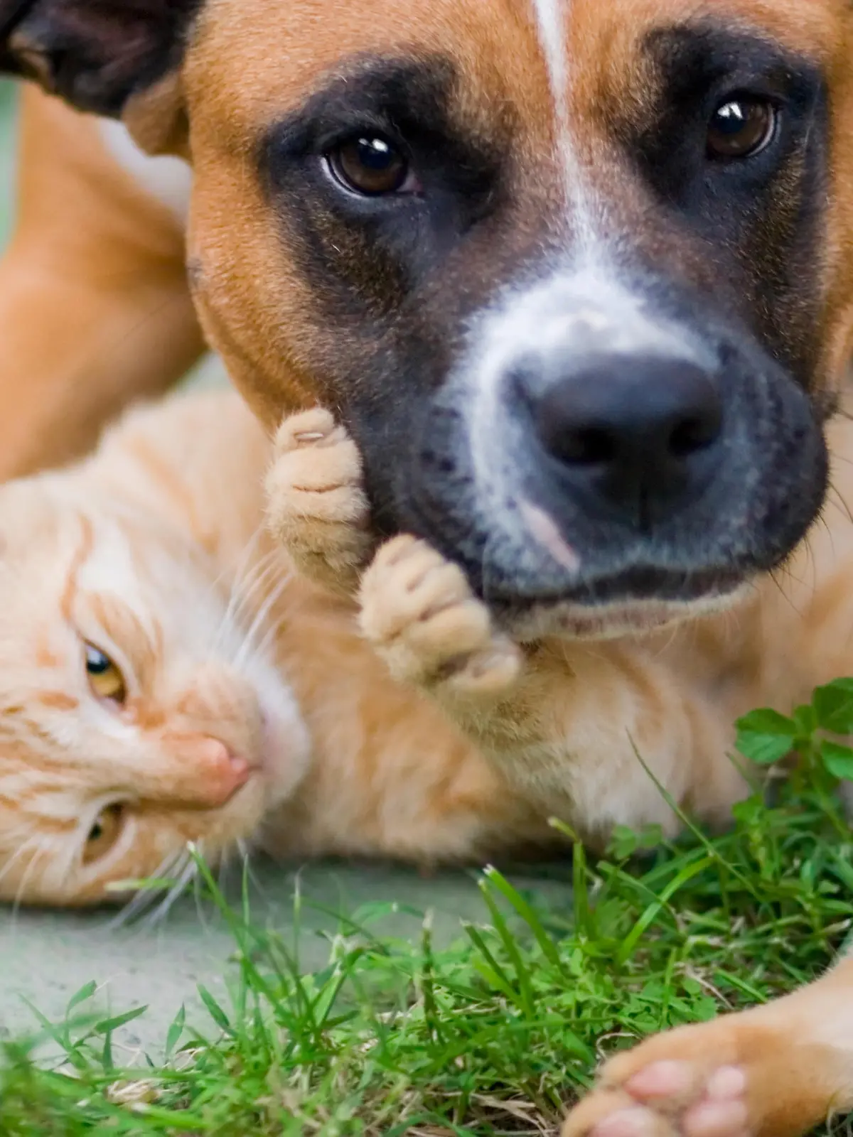 Pit bull hugging an alley cat!