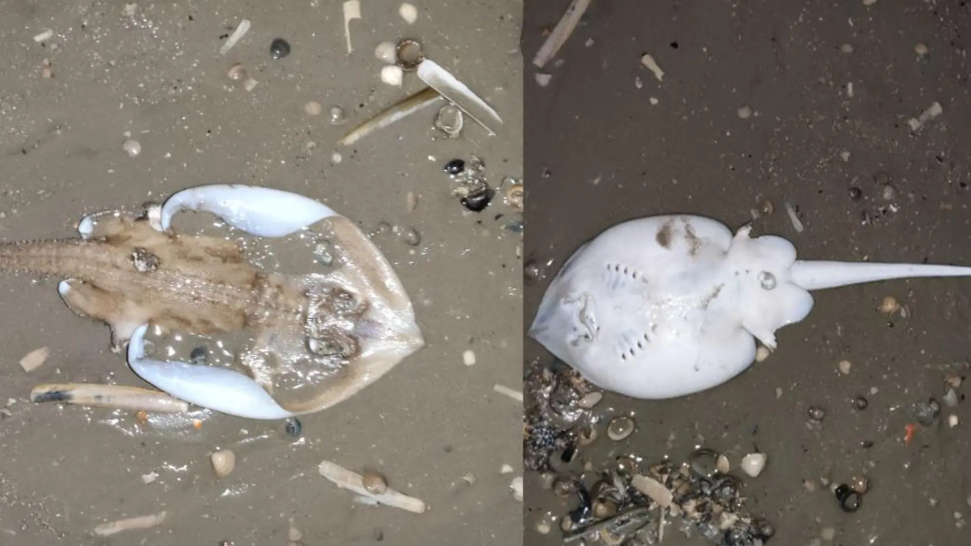Bei dem Rochen könnte es sich um einen Nagel- oder Sternrochen handeln