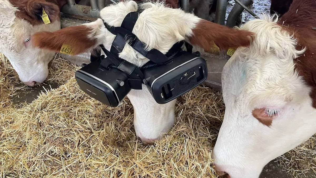 AKSARAY, TURKIYE - DECEMBER 26: Cows graze with virtual reality glasses on in Aksaray, Turkiye on December 26, 2021. Cattle breeder Izzet Kocak tried the virtual reality glasses applied in Russia to increase the milk yield of the cows and had positive results. Zekeriya Karadavut / Anadolu Agency