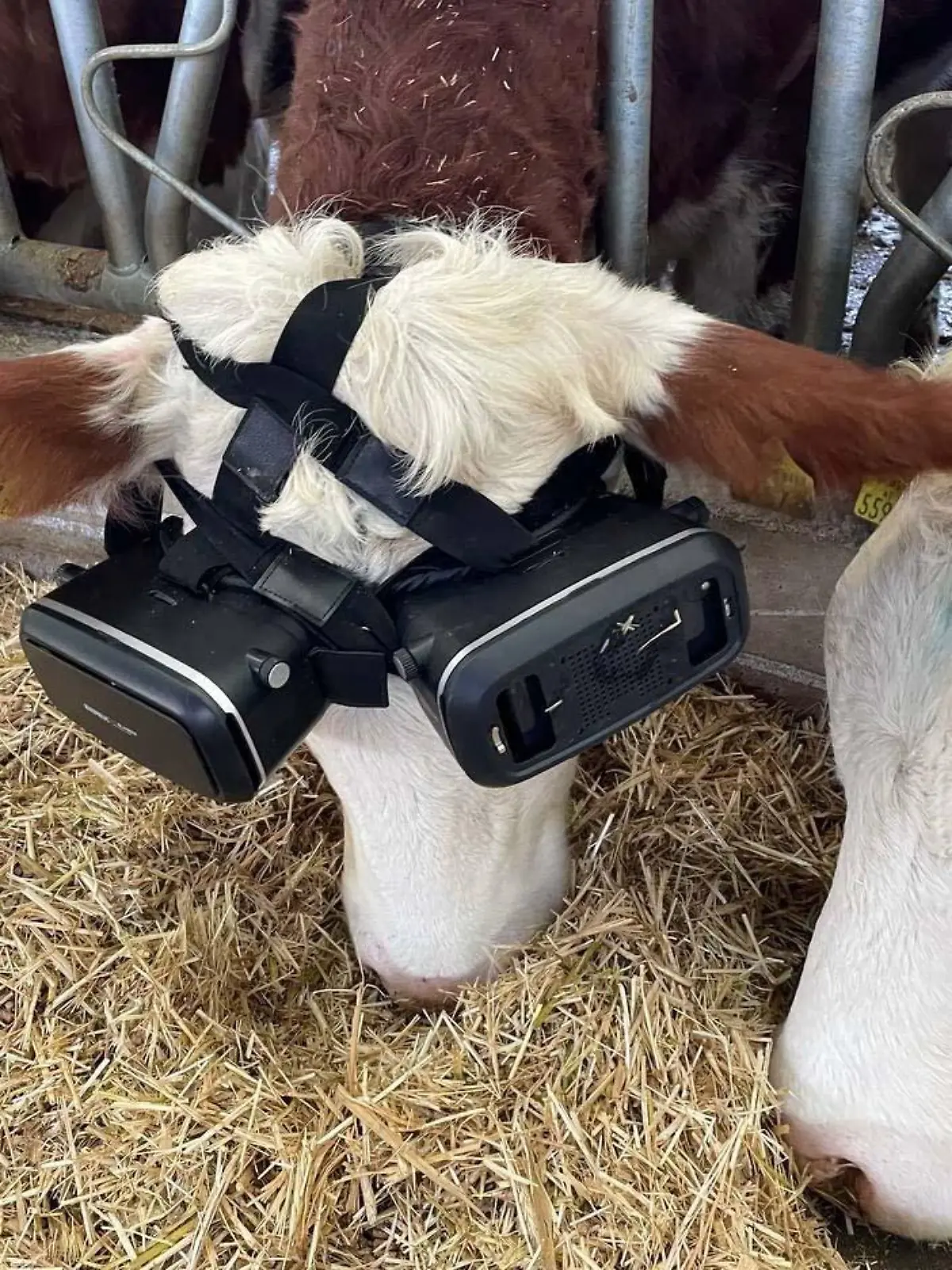 AKSARAY, TURKIYE - DECEMBER 26: Cows graze with virtual reality glasses on in Aksaray, Turkiye on December 26, 2021. Cattle breeder Izzet Kocak tried the virtual reality glasses applied in Russia to increase the milk yield of the cows and had positive results. Zekeriya Karadavut / Anadolu Agency