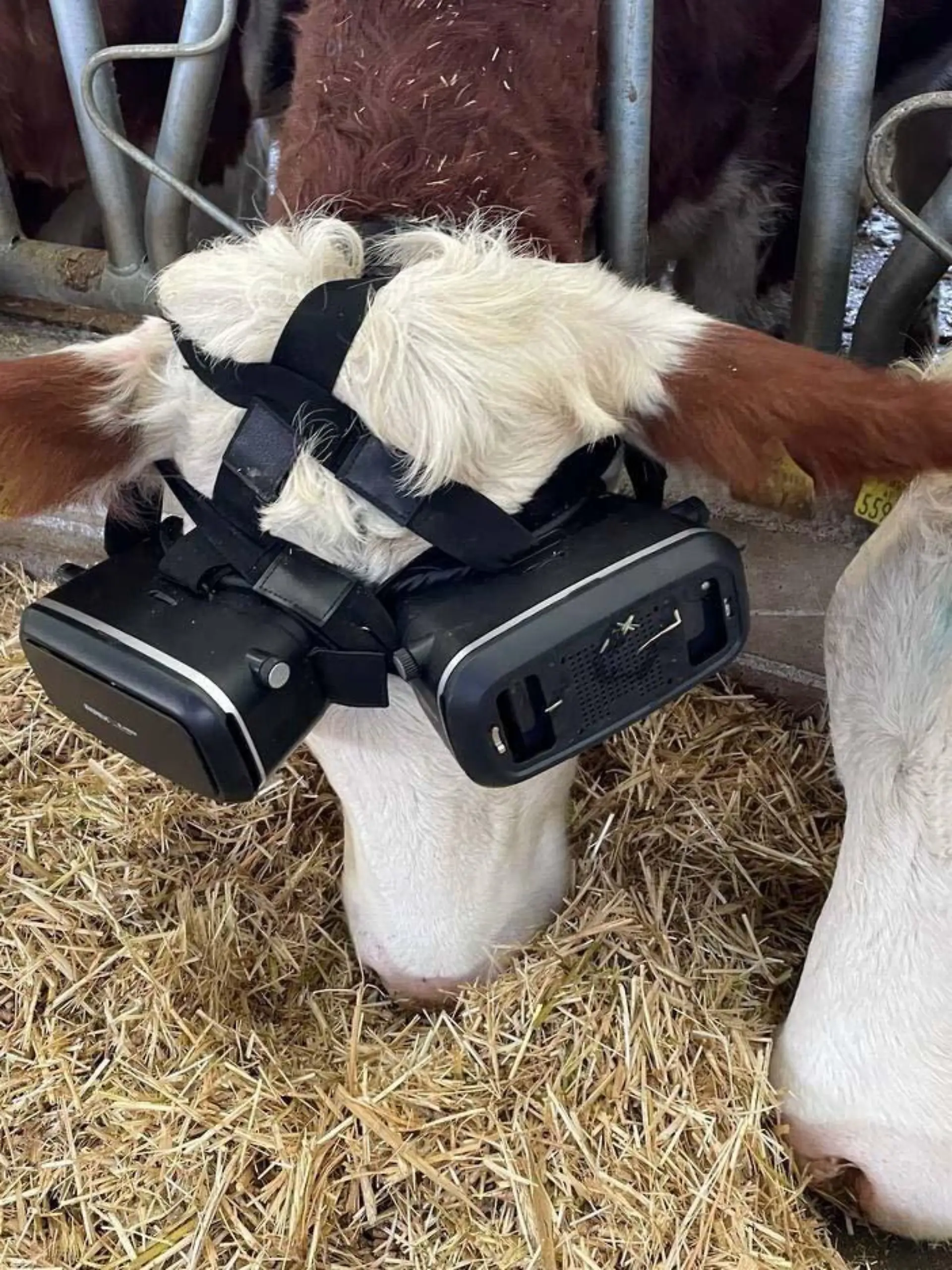 AKSARAY, TURKIYE - DECEMBER 26: Cows graze with virtual reality glasses on in Aksaray, Turkiye on December 26, 2021. Cattle breeder Izzet Kocak tried the virtual reality glasses applied in Russia to increase the milk yield of the cows and had positive results. Zekeriya Karadavut / Anadolu Agency