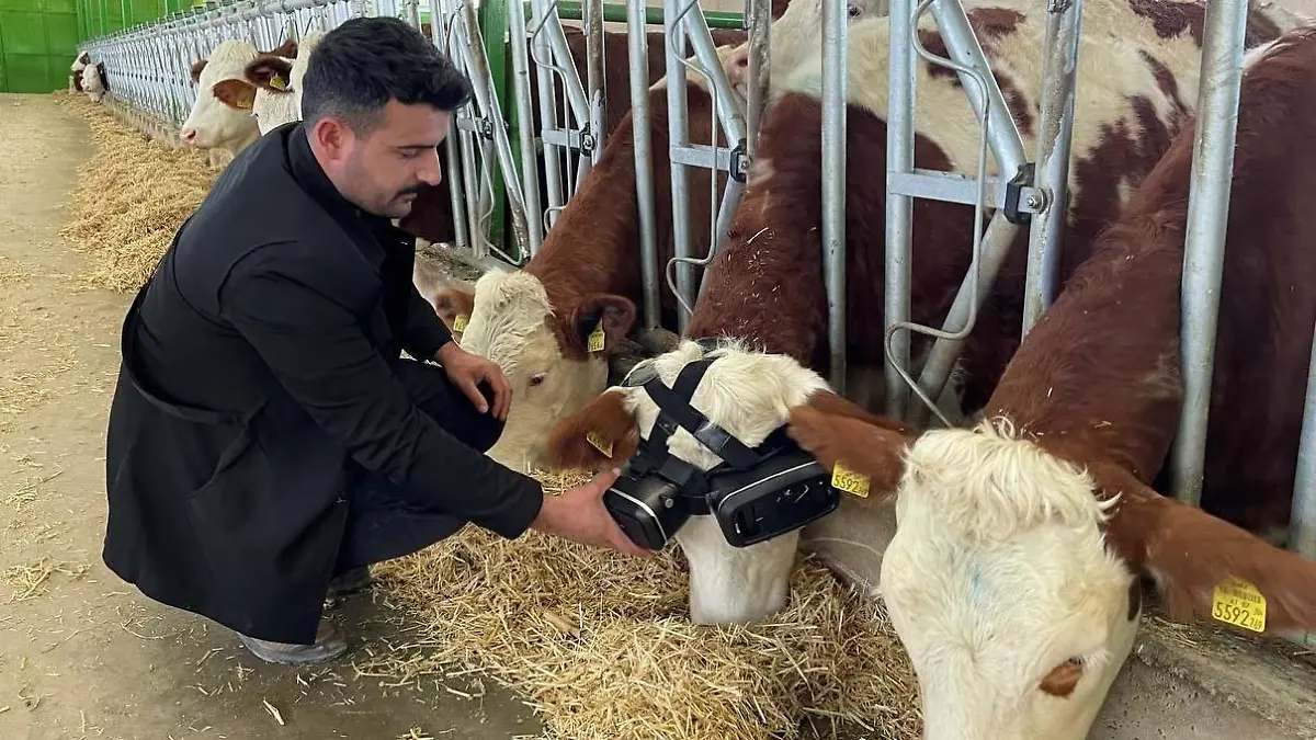 AKSARAY, TURKIYE - DECEMBER 26: Cows graze with virtual reality glasses on in Aksaray, Turkiye on December 26, 2021. Cattle breeder Izzet Kocak tried the virtual reality glasses applied in Russia to increase the milk yield of the cows and had positive results. Zekeriya Karadavut / Anadolu Agency
