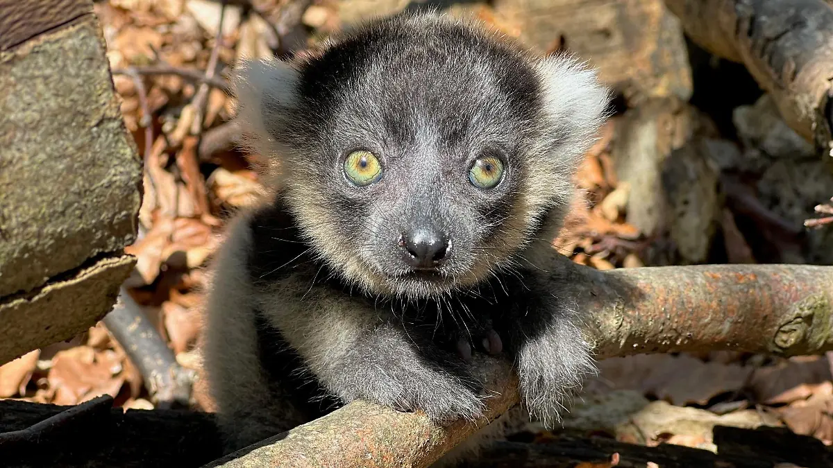 Sondershausen: Affe aus Tierpark geklaut
