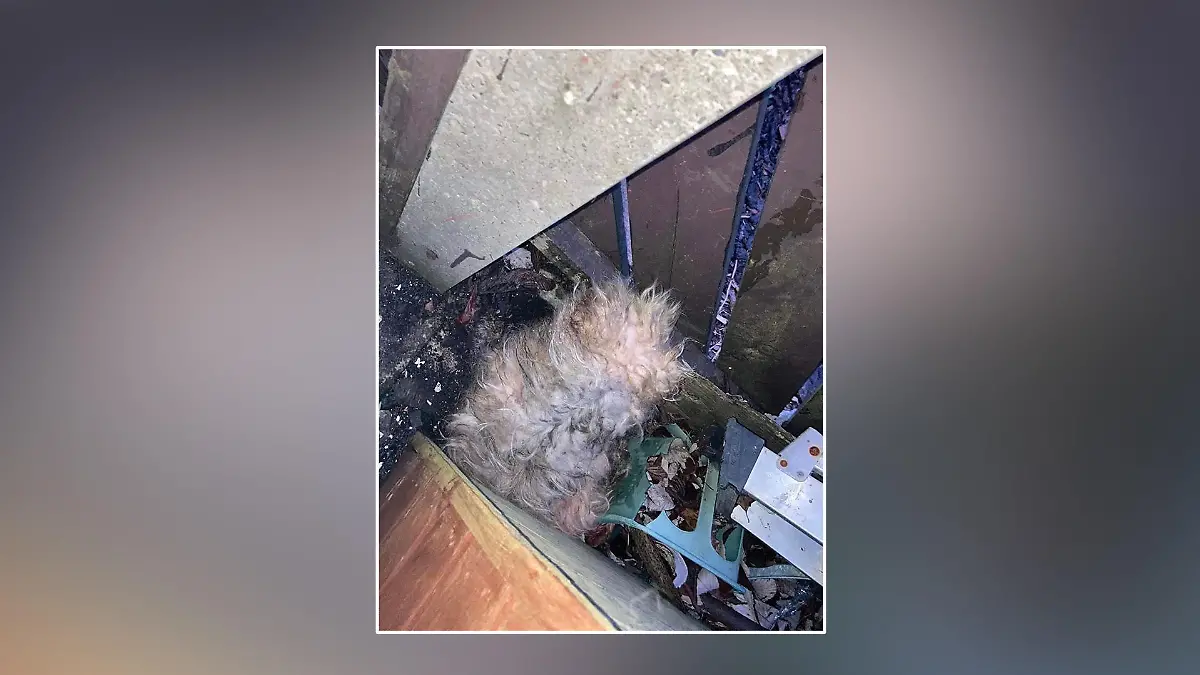 Der verwahrloste Gizmo hinter dem Schuppen.