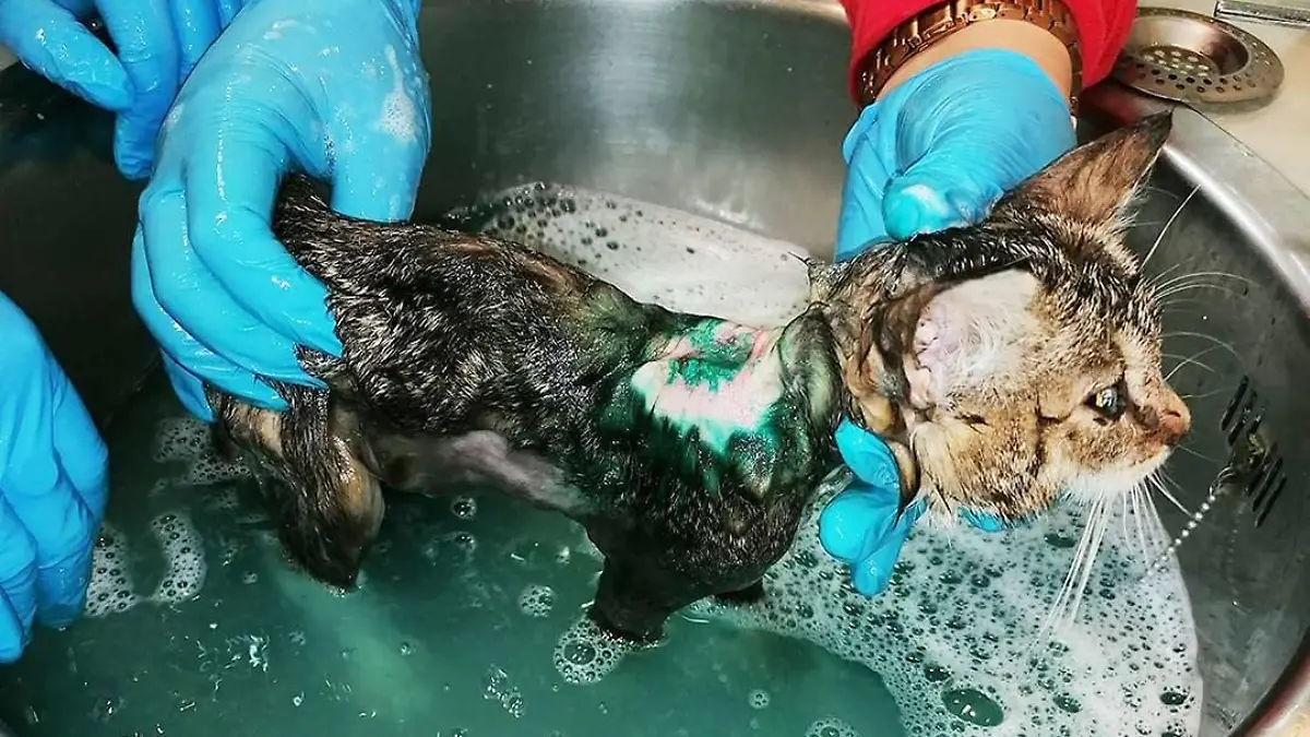 Ein zehn Wochen altes Katzen-Mädchen wurde mit ätzender Farbe besprüht.