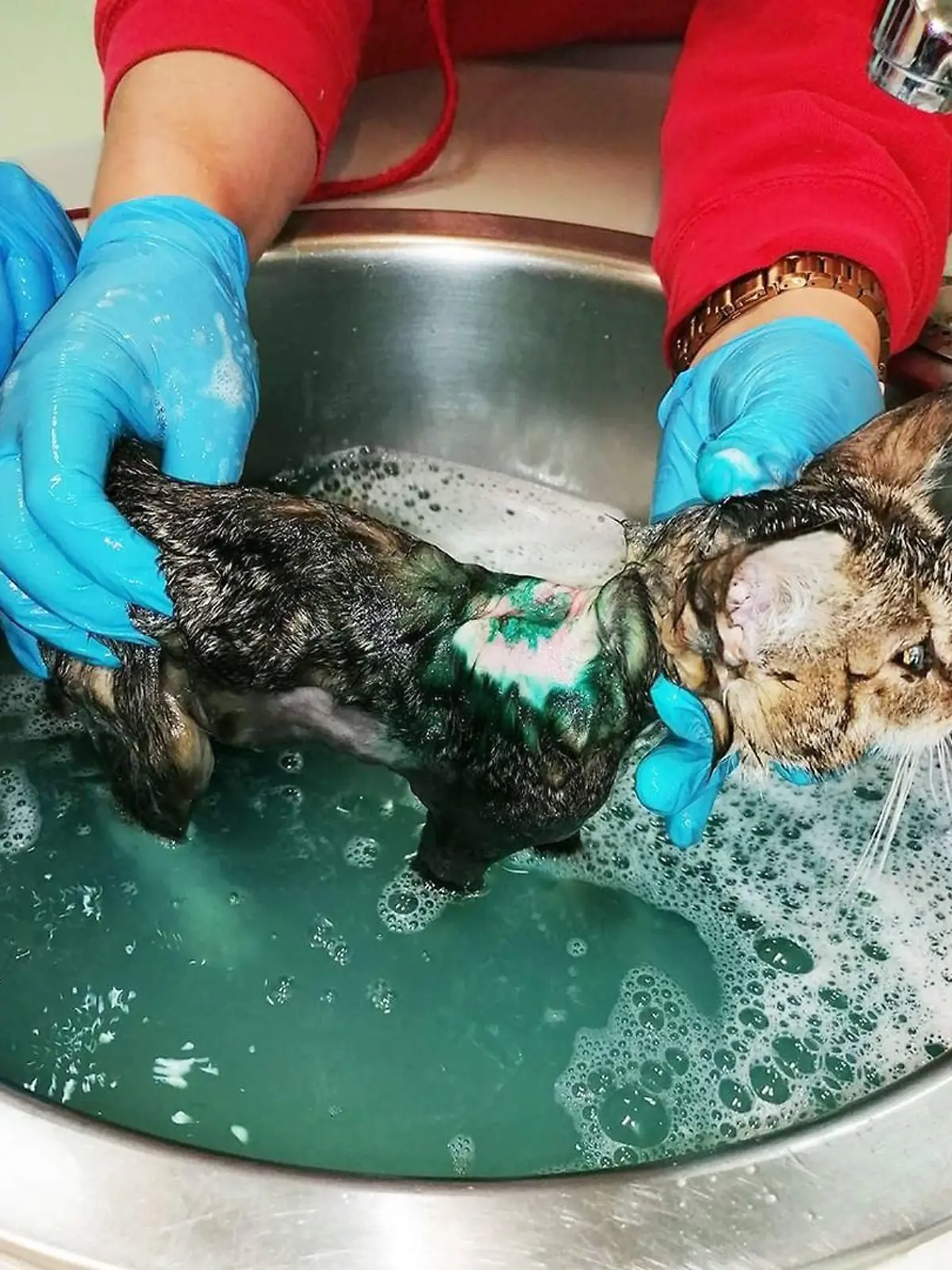 Ein zehn Wochen altes Katzen-Mädchen wurde mit ätzender Farbe besprüht.