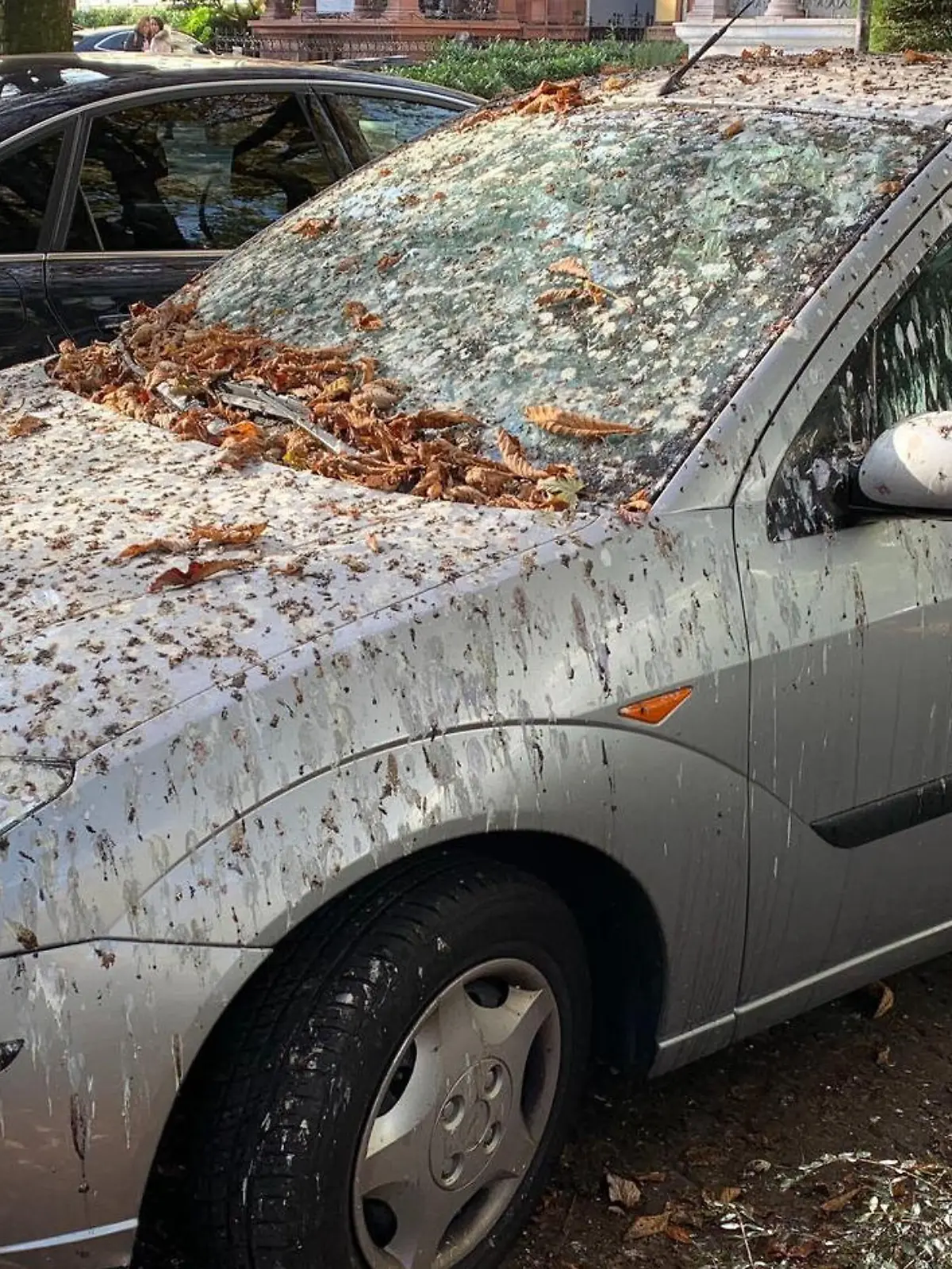 Hunderte Stare belagern auch dieses Jahr wieder die Wiesbadener und machen alles voll – Autos, Gehwege. Und laut sind die gefiederten Freunde auch noch. Ganz schlimm betroffen war die Adolfsallee. Jetzt sind die Schmutzfinken umgezogen, aber zum Leidwesen der Anwohner nicht aufs Land. Wie es in der hessischen Landeshauptstadt aussieht, das sehen Sie im Video.