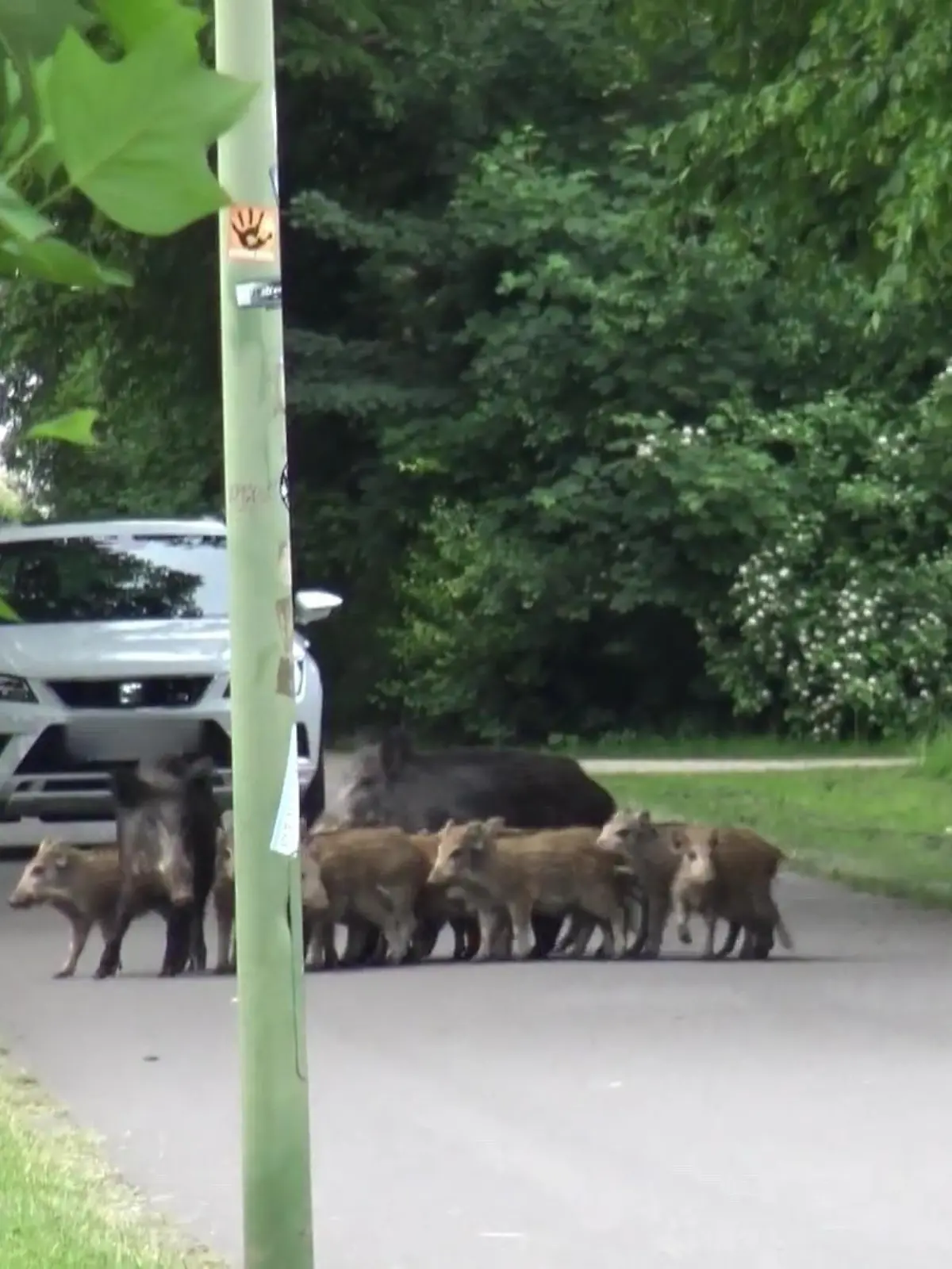 In Hagen sind die Wildschweine los: Drei Muttertiere und über 20 Frischlinge kapern am Mittwochmorgen einen Stadtpark und sorgen für Chaos. Mitarbeiter des Ordnungsamtes müssen sich vor den aggressiven Tieren auf ein Klettergerüst retten.