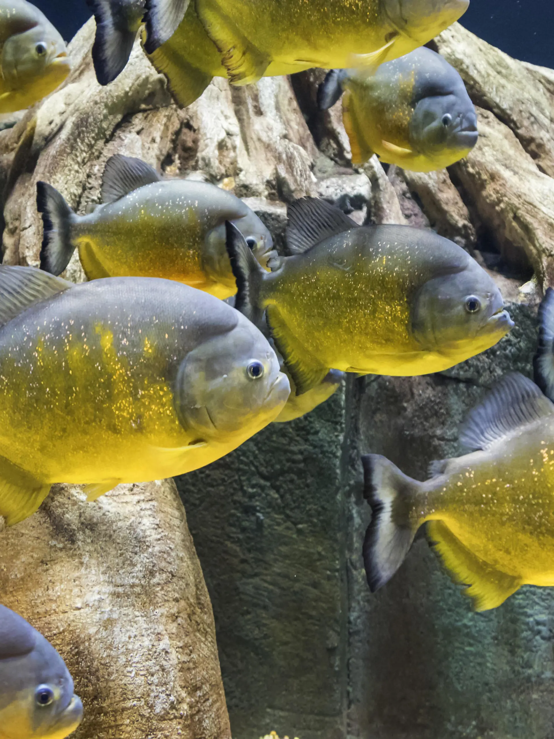 Piraya, Piranha, Karibenfisch (Serrasalmus piraya), grosser Schwarm, USA, Arizona | piranha (Serrasalmus piraya), large school, USA, Arizona