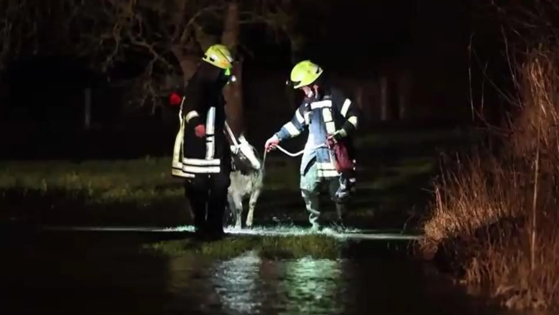 Einsatzkräfte der freiwilligen Feuerwehr Babenhausen führen eine Ziege über eine geflutete Weide.