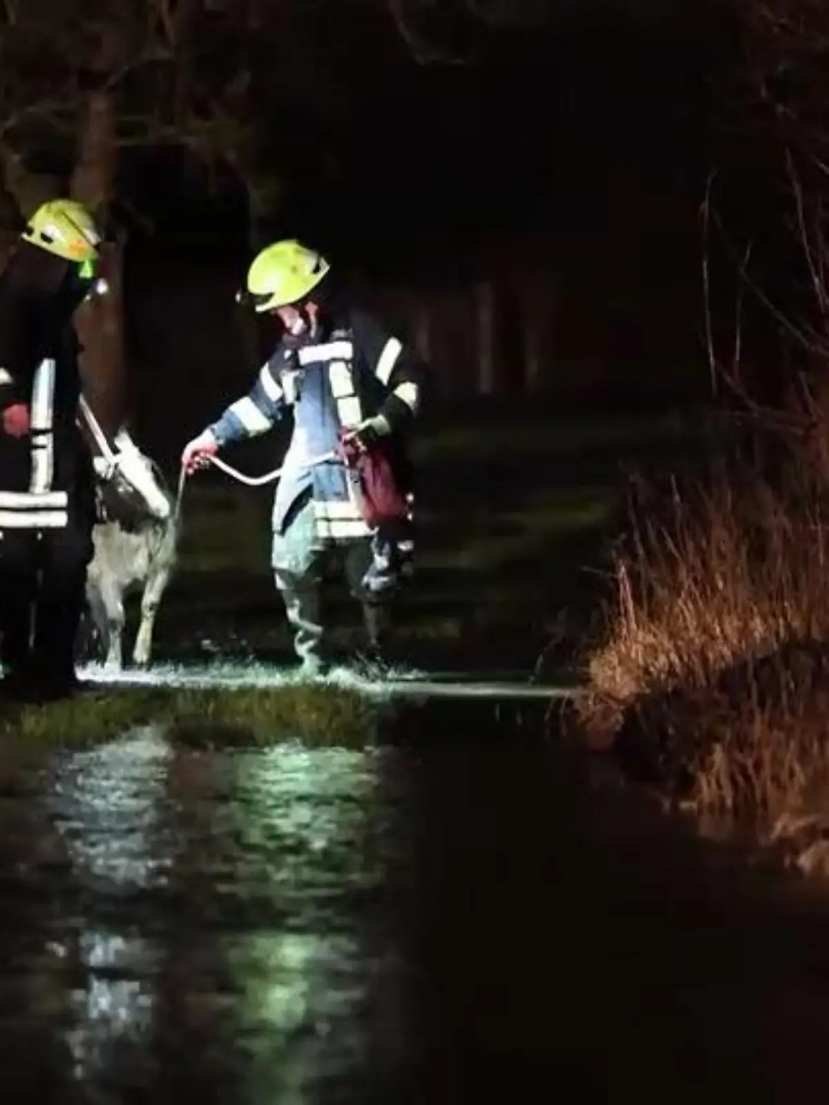 Einsatzkräfte der freiwilligen Feuerwehr Babenhausen führen eine Ziege über eine geflutete Weide.