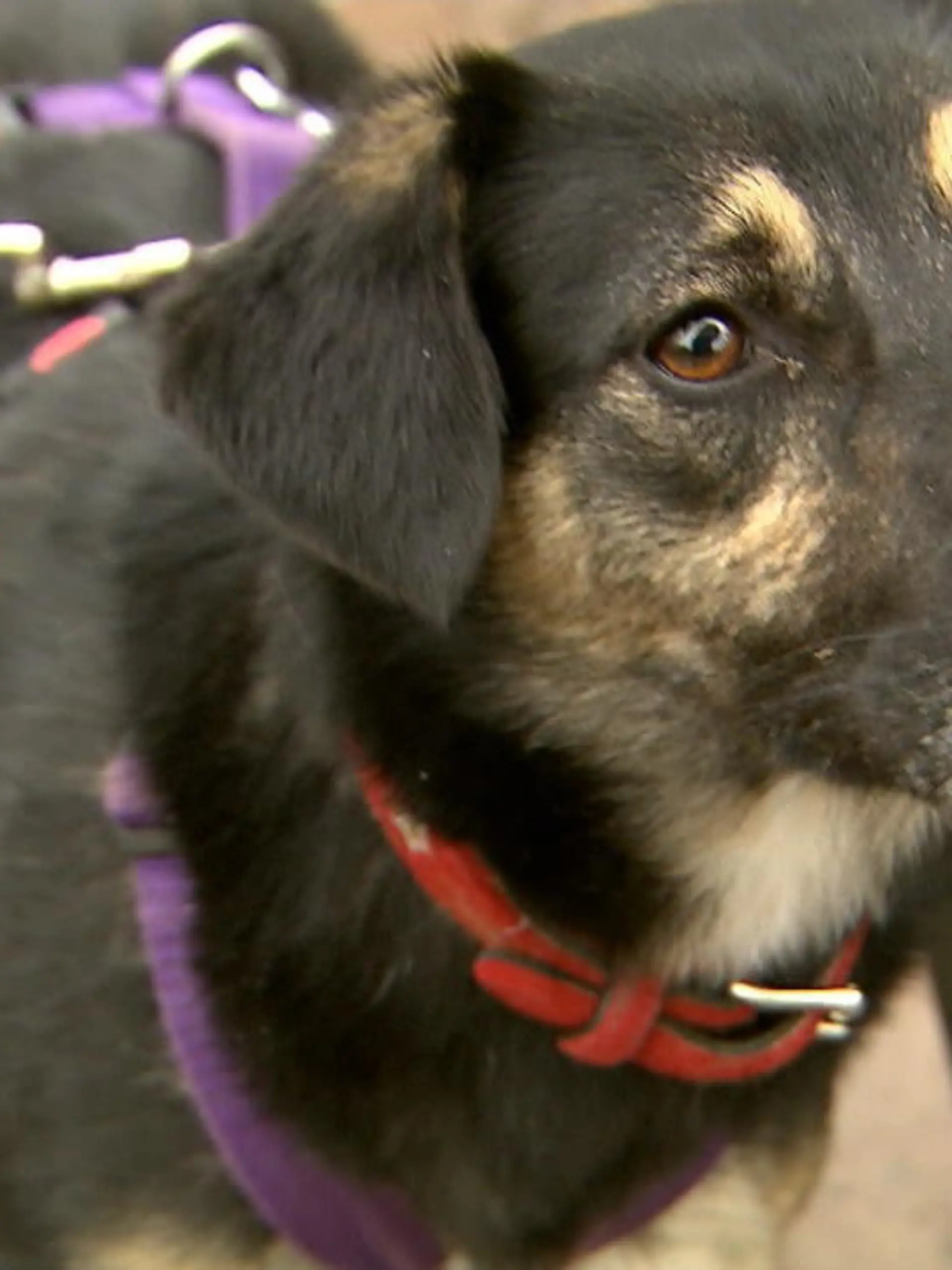 Bild zu: "Ausbildung für Tierspürhunde in Essen"