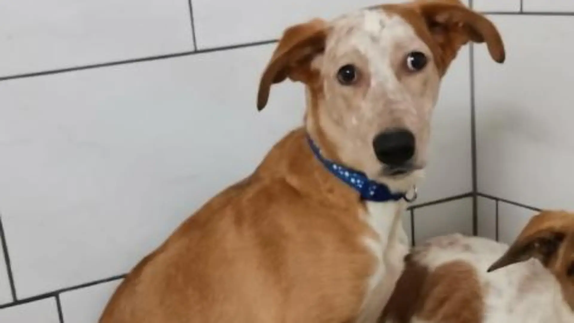 Podenco-Mix Carry