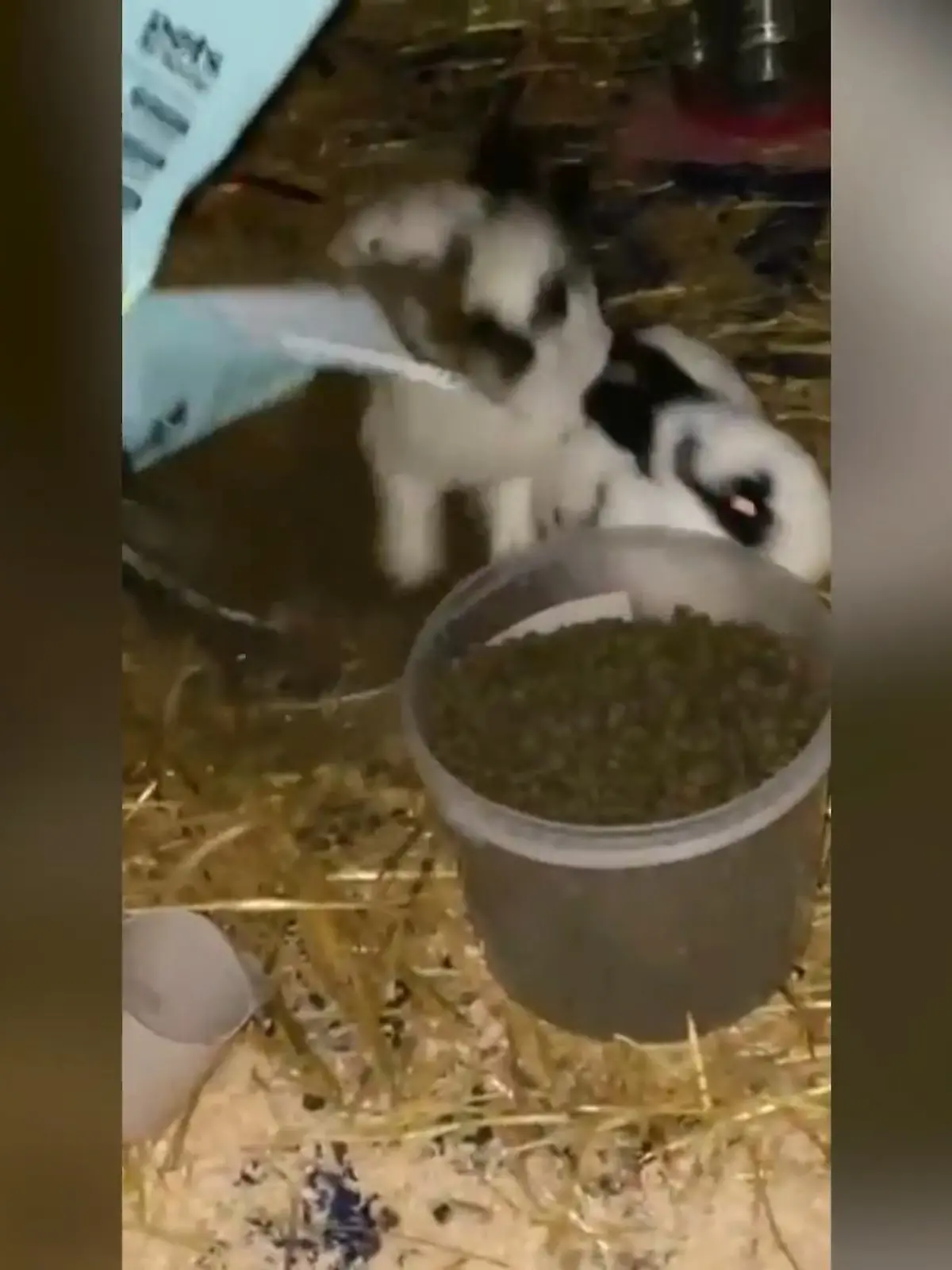 Es ist Fütterungszeit im Kaninchengehege !Und weil einem der beiden Tiere im Video der volle Eimer anscheinend nicht genug ist, besorgt er sich selbst einen Nachschlag.