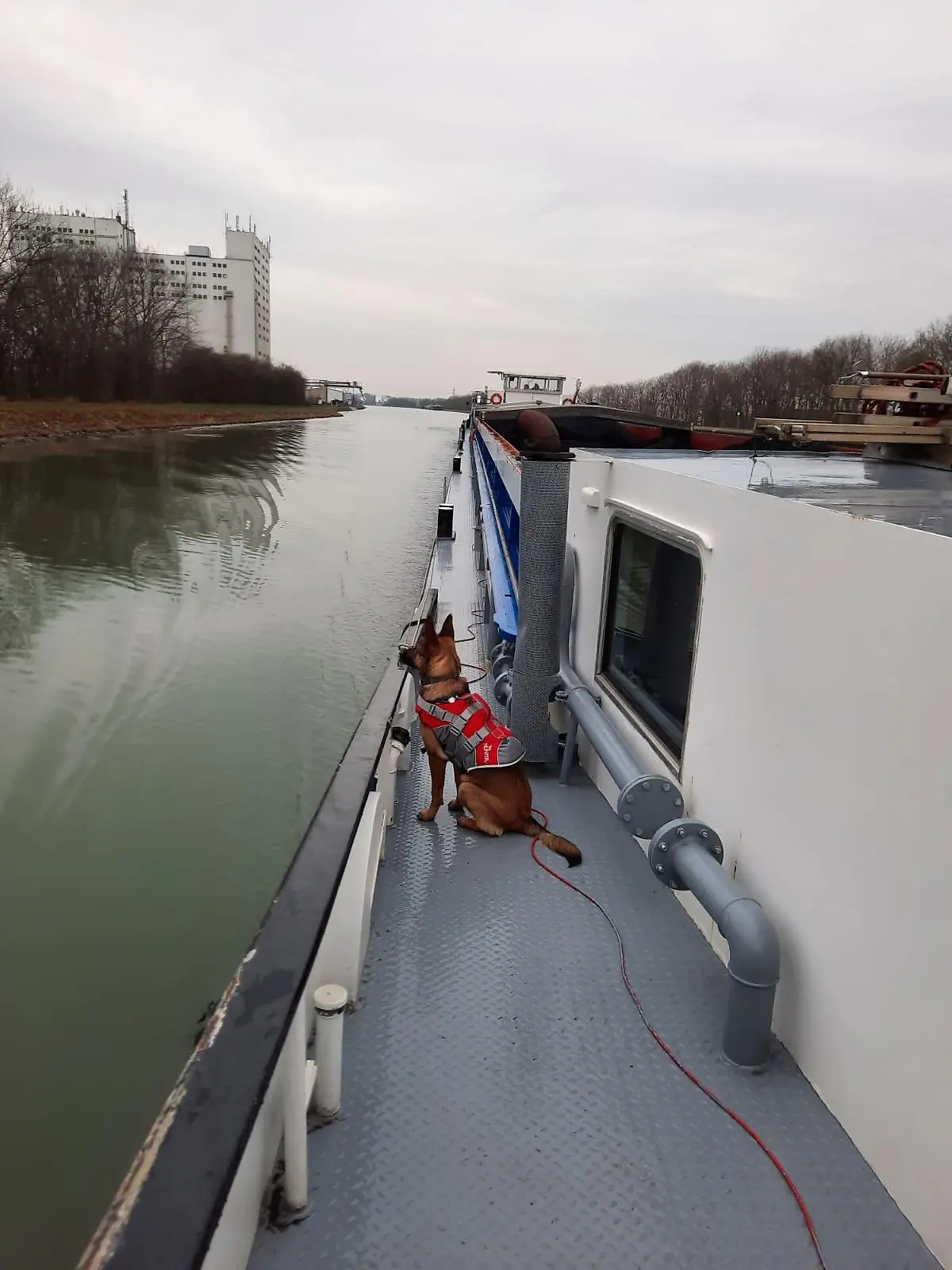 Susi auf ihrem "Zuhause". Ihr kleiner Ausflug hat für ordentlich Aufsehen gesorgt.