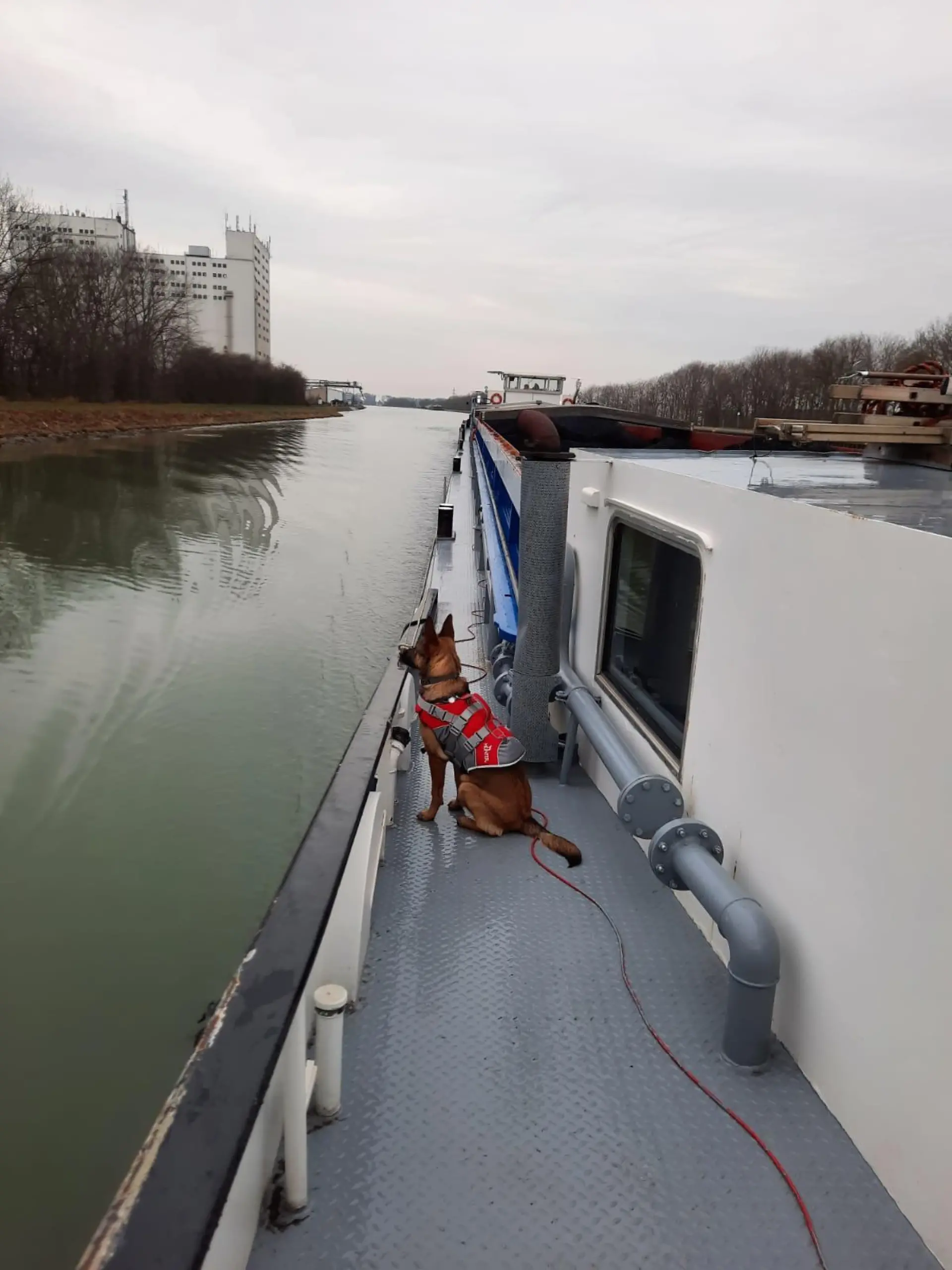 Susi auf ihrem "Zuhause". Ihr kleiner Ausflug hat für ordentlich Aufsehen gesorgt.