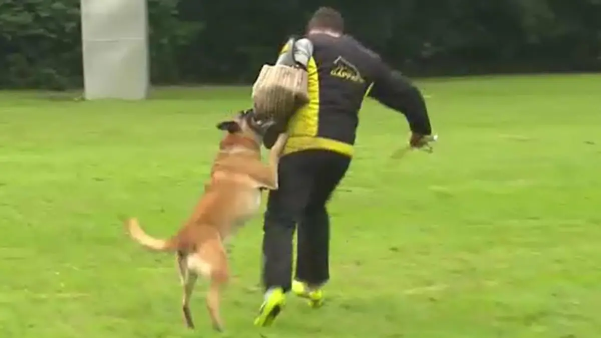 Schutzhund