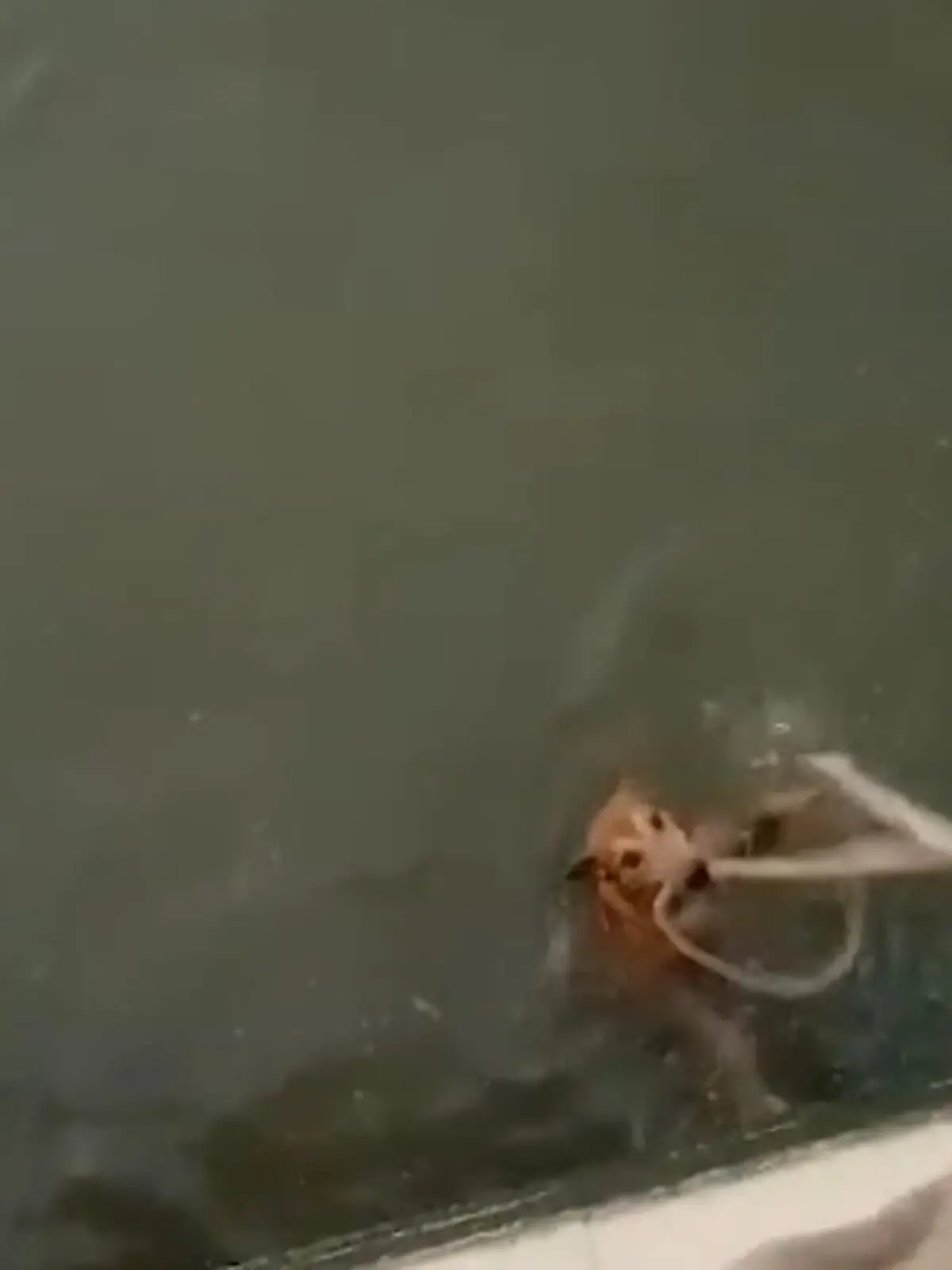 Bei einem Spaziergang durch Bangkok hört Nattapat Chadakorn plötzlich merkwürdige Geräusche aus einem nahe gelegenen See. Als er dort einen Hund findet, der zu ertrinken droht, muss er schnell handeln.