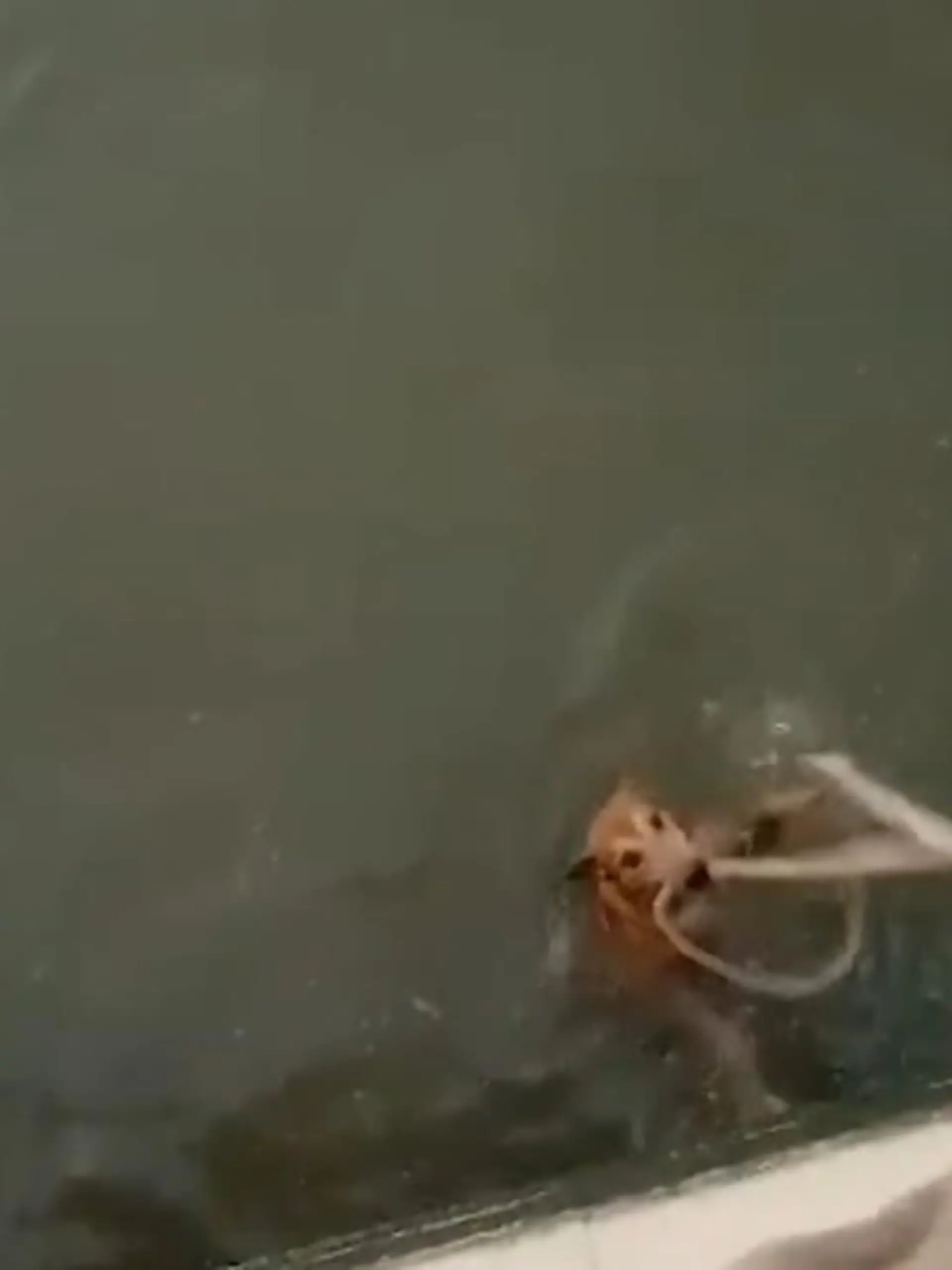 Bei einem Spaziergang durch Bangkok hört Nattapat Chadakorn plötzlich merkwürdige Geräusche aus einem nahe gelegenen See. Als er dort einen Hund findet, der zu ertrinken droht, muss er schnell handeln.