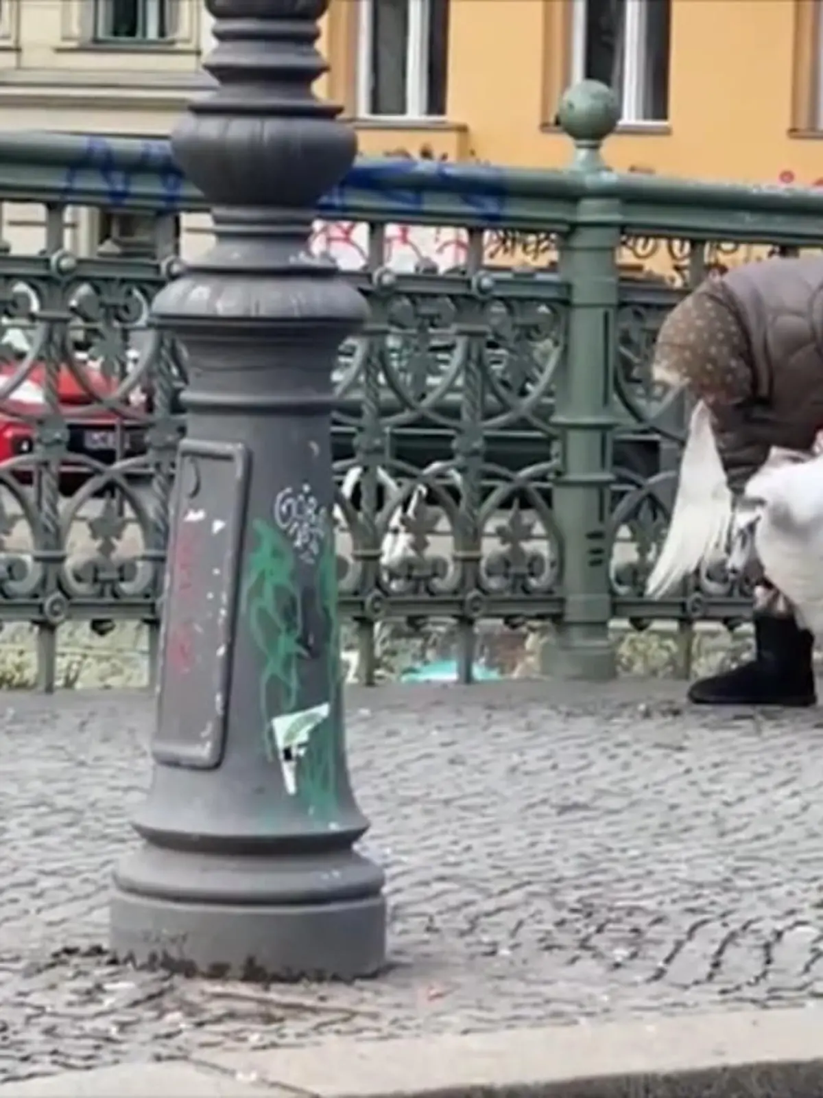 Bild zu: "Schwan von Brücke ins Wasser geworfen"