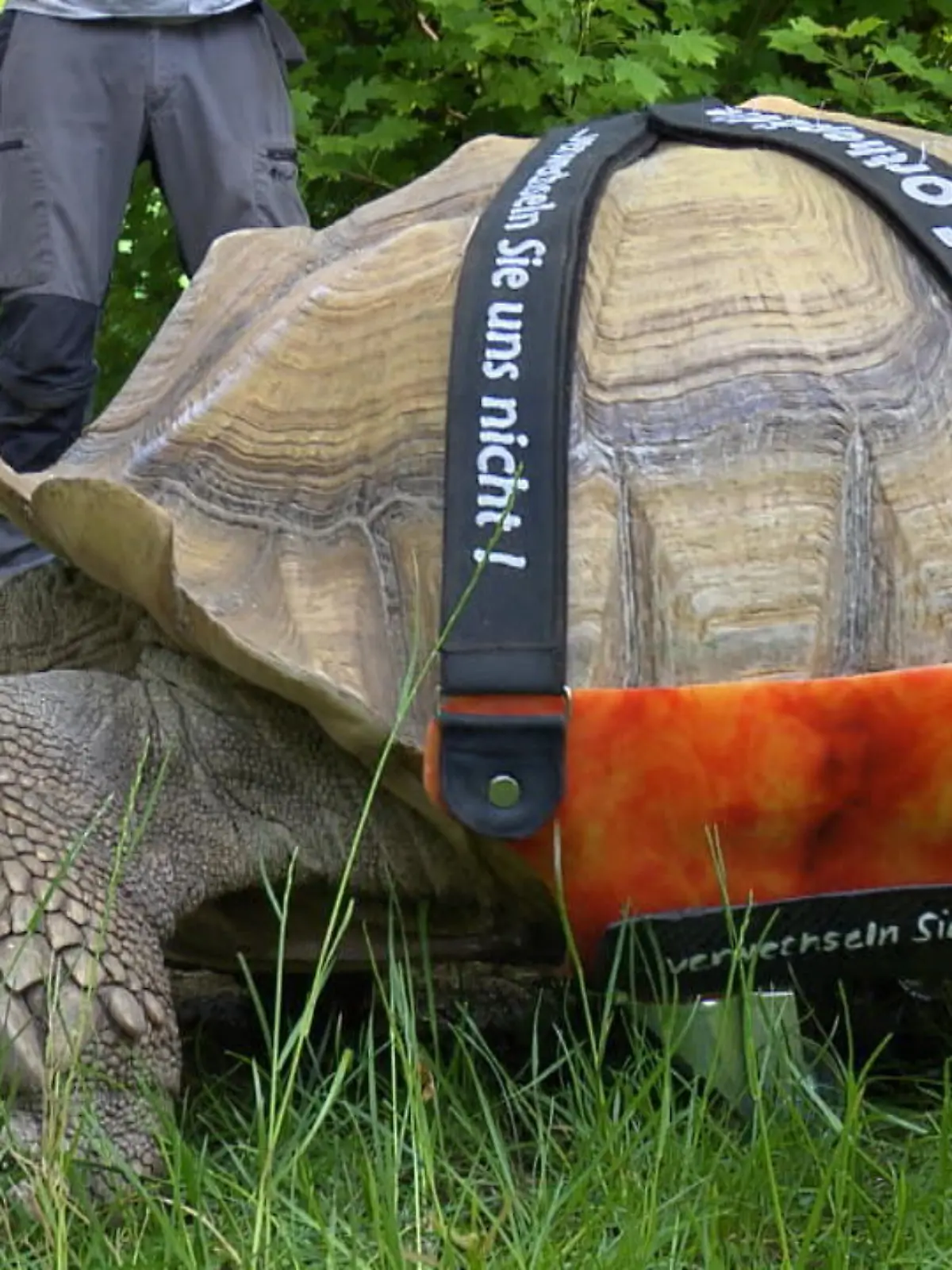 Bild zu: "Schildkröte Helmuth kann wieder laufen"