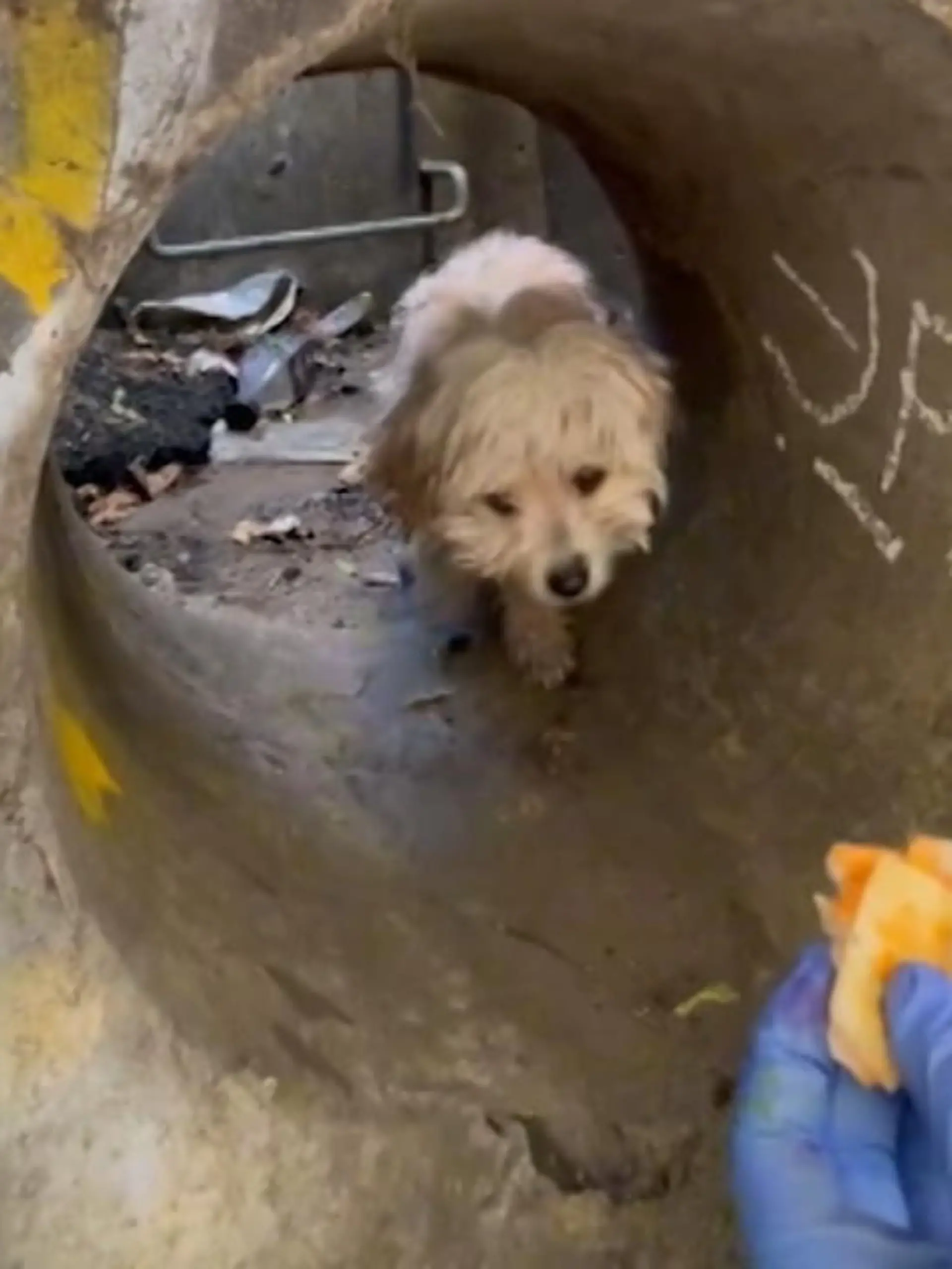 Bild zu: "Mann findet Hund in Abwasserkanal"
