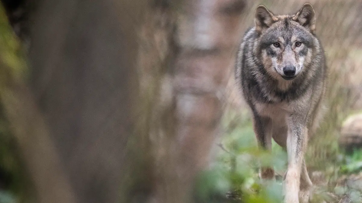 06.02.2020, Hessen, Klein-Auheim: Ein Wolf läuft durch ein Freigehege im Wildpark Alte Fasanerie. Experten beobachten seit Jahren die Entwicklung der Wolfspopulation in Hessen, wobei vielfach nur «Durchzügler» beobachtet werden. (Zu dpa «Wölfe in Hessen») Foto: Boris Roessler/dpa +++ dpa-Bildfunk +++