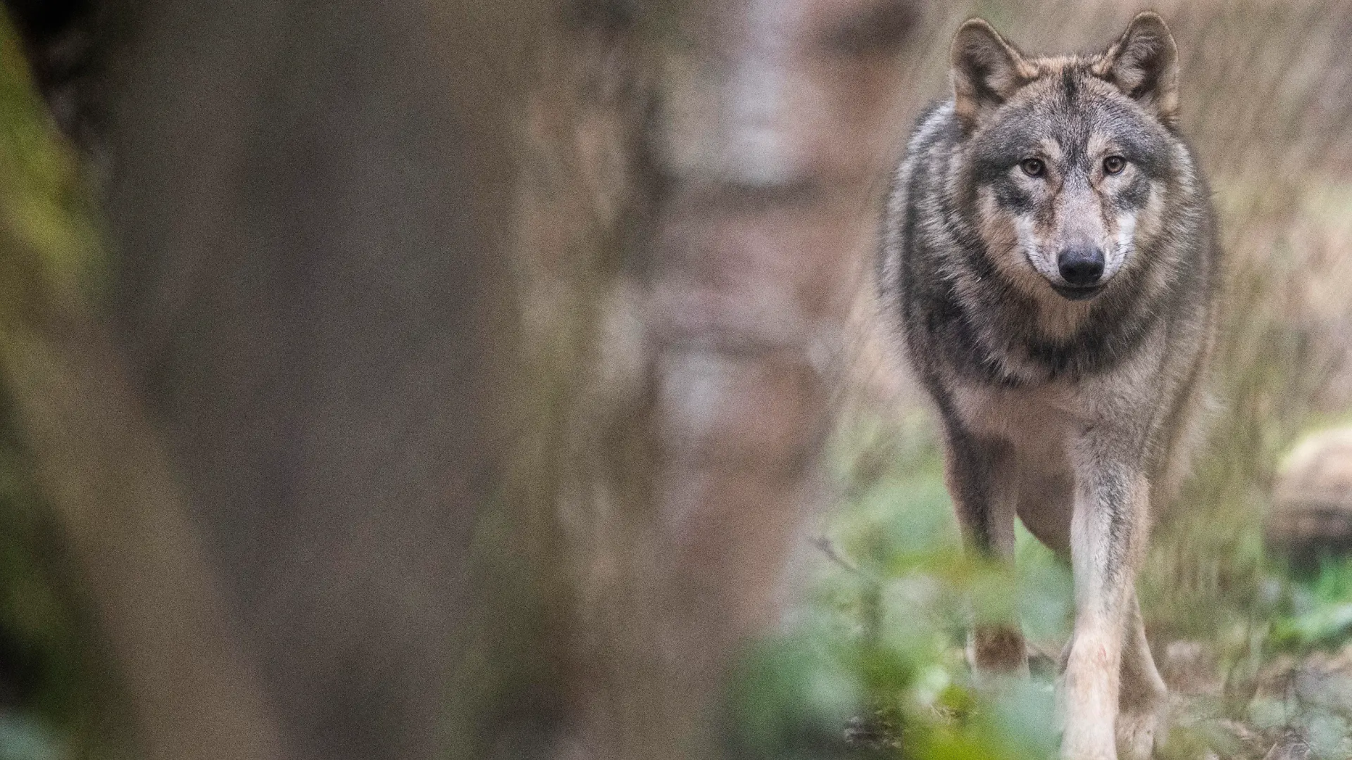 06.02.2020, Hessen, Klein-Auheim: Ein Wolf läuft durch ein Freigehege im Wildpark Alte Fasanerie. Experten beobachten seit Jahren die Entwicklung der Wolfspopulation in Hessen, wobei vielfach nur «Durchzügler» beobachtet werden. (Zu dpa «Wölfe in Hessen») Foto: Boris Roessler/dpa +++ dpa-Bildfunk +++