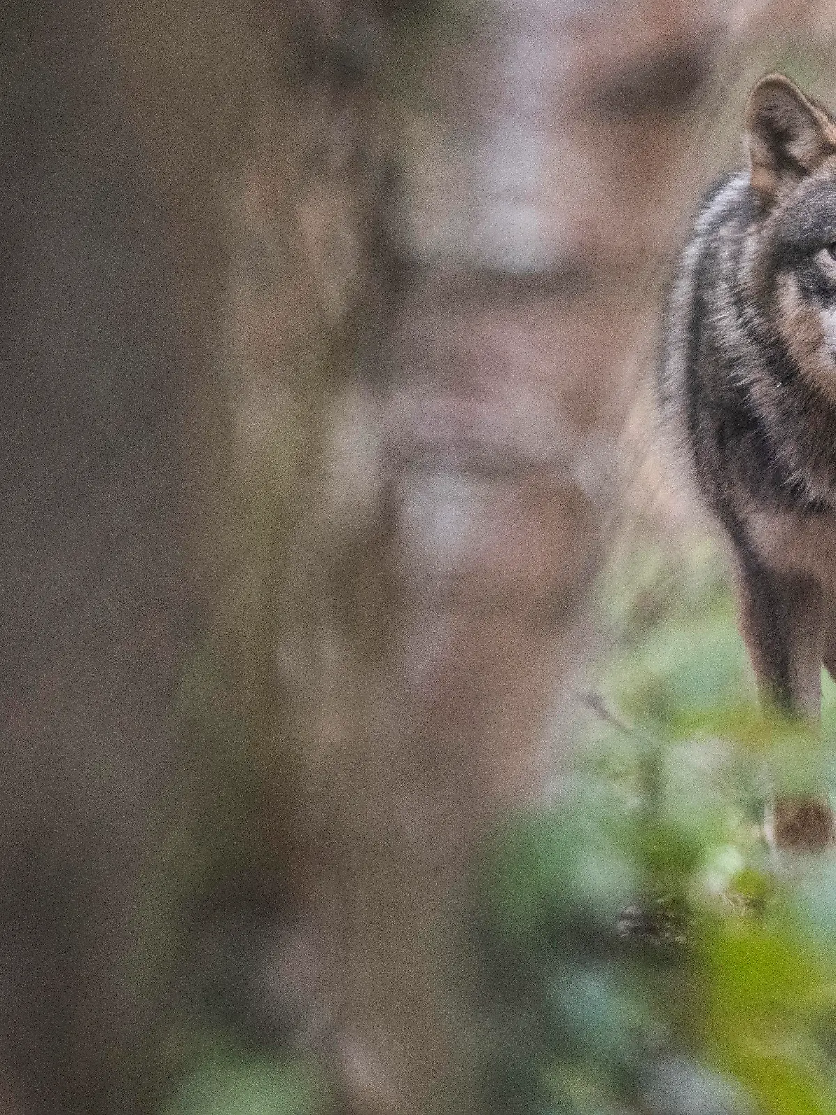 06.02.2020, Hessen, Klein-Auheim: Ein Wolf läuft durch ein Freigehege im Wildpark Alte Fasanerie. Experten beobachten seit Jahren die Entwicklung der Wolfspopulation in Hessen, wobei vielfach nur «Durchzügler» beobachtet werden. (Zu dpa «Wölfe in Hessen») Foto: Boris Roessler/dpa +++ dpa-Bildfunk +++