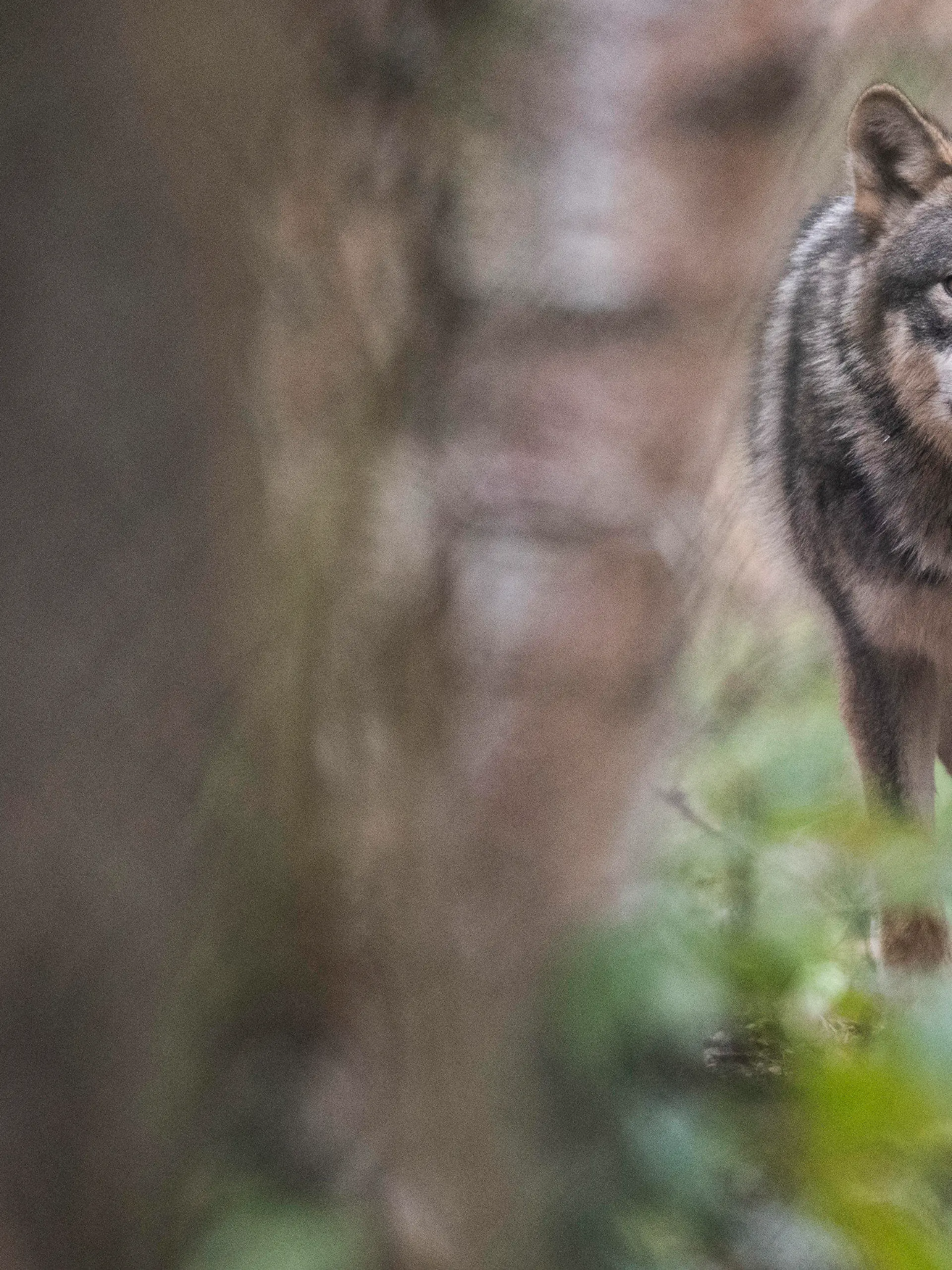 06.02.2020, Hessen, Klein-Auheim: Ein Wolf läuft durch ein Freigehege im Wildpark Alte Fasanerie. Experten beobachten seit Jahren die Entwicklung der Wolfspopulation in Hessen, wobei vielfach nur «Durchzügler» beobachtet werden. (Zu dpa «Wölfe in Hessen») Foto: Boris Roessler/dpa +++ dpa-Bildfunk +++