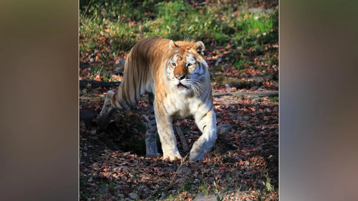 Tiger im Zoo
