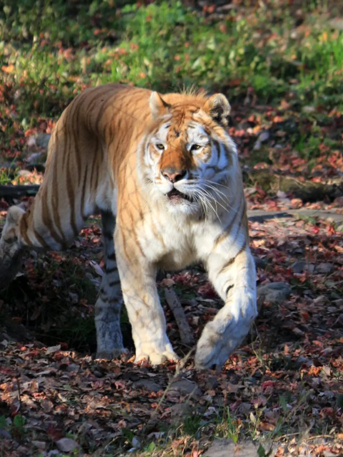 Tiger im Zoo