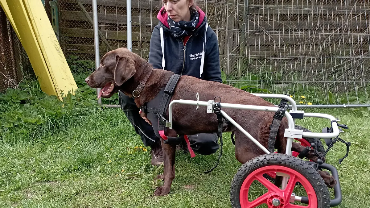 Eine Labradorhündin mit Rollwagen steht auf einer Wiese.
