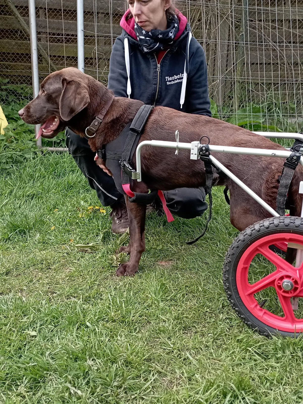 Eine Labradorhündin mit Rollwagen steht auf einer Wiese.