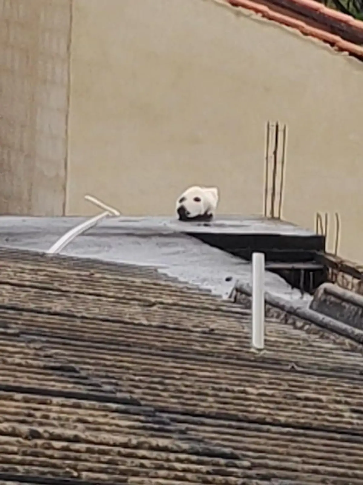 Durch die Fellfärbung der Katze und den Betrachtungswinkel konnte es zu der optischen Täuschung kommen.