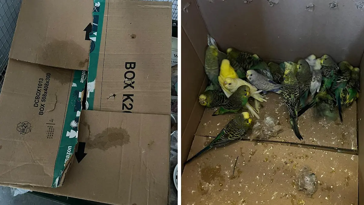 35 Sittiche im Karton in Gießen