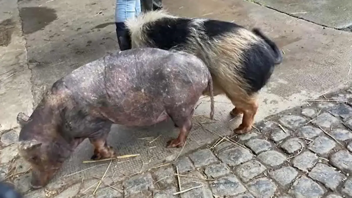 Verwahrloste Minischweine
