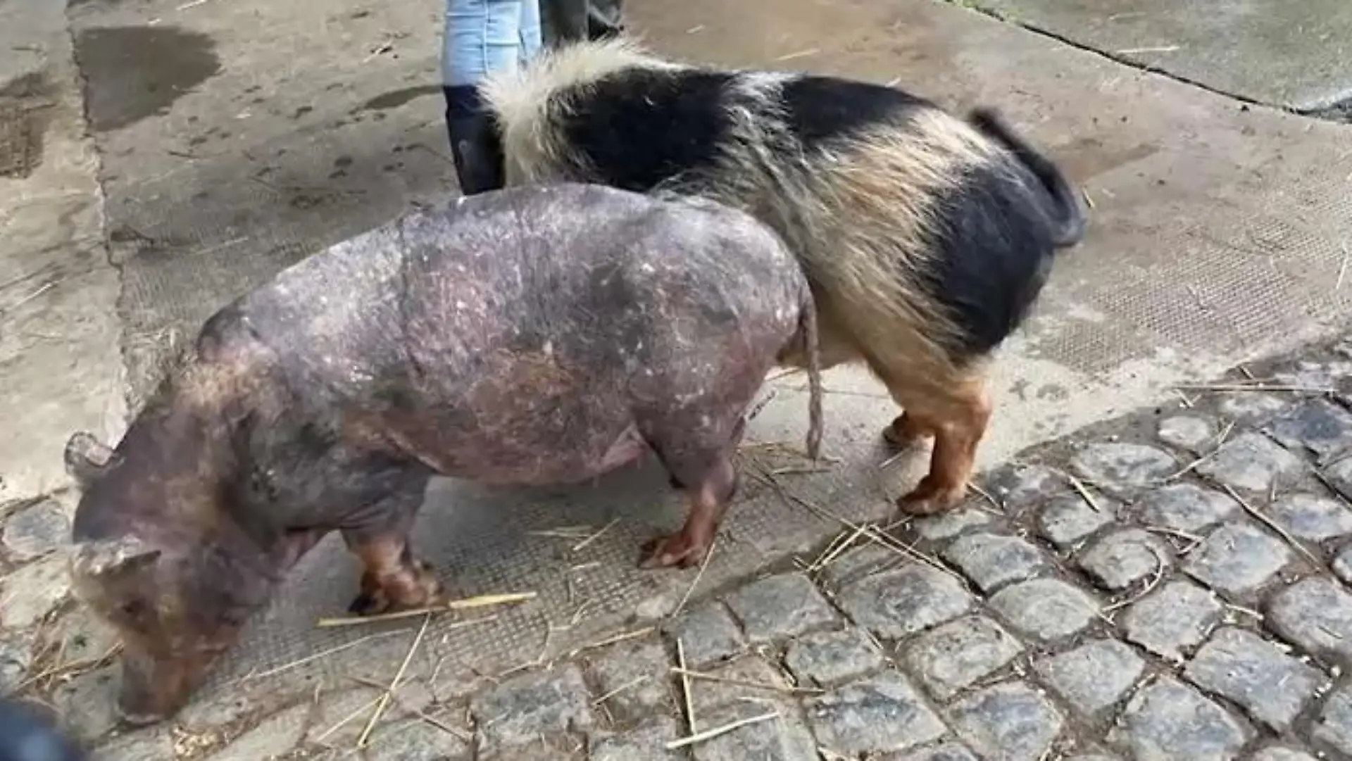 Verwahrloste Minischweine
