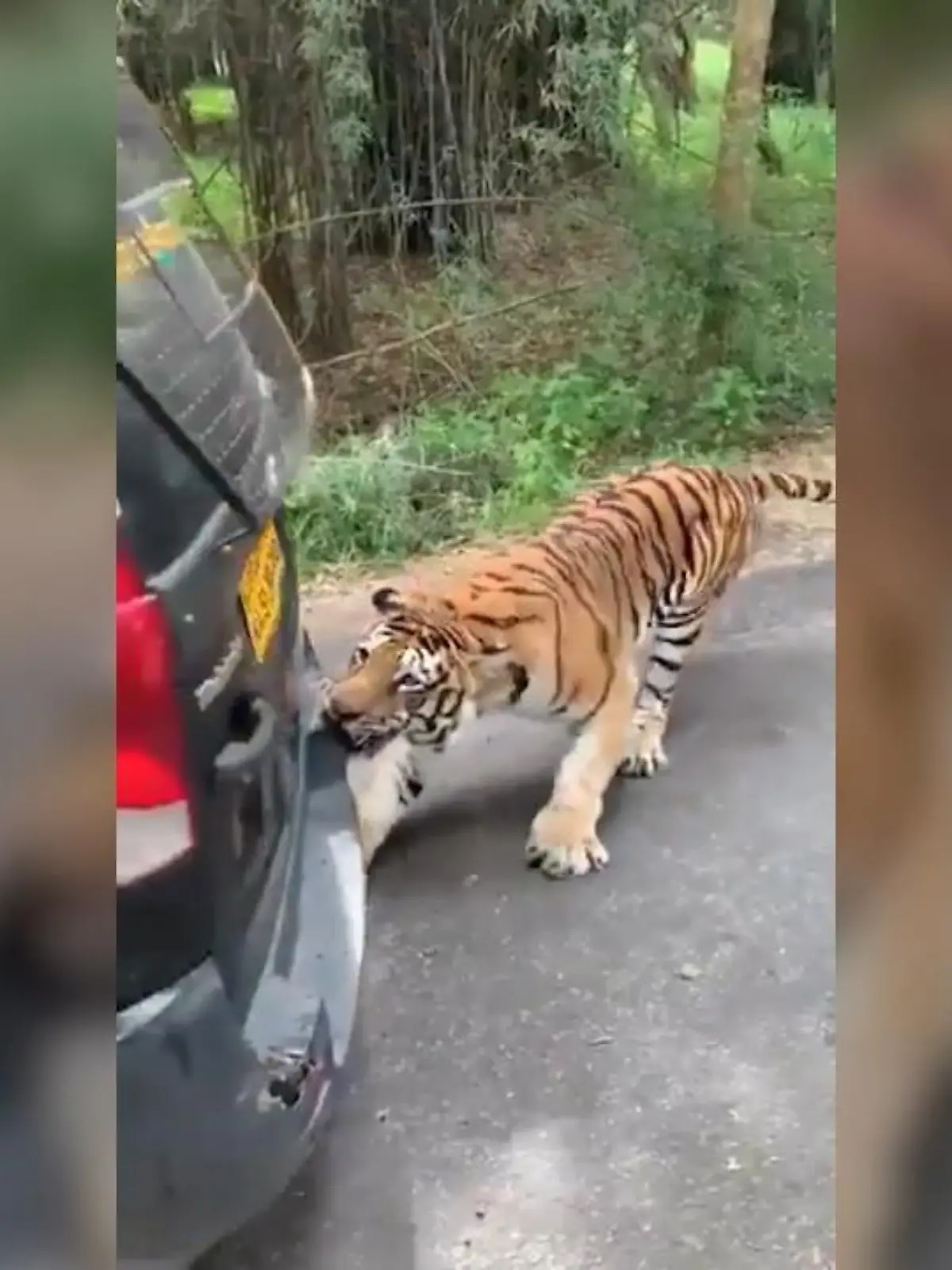 Während einer Safari durch den Bannerghatta-Nationalpark im Süden von Indien bemerkt eine Familie plötzlich, dass ihr Auto anfängt zu wackeln. Kein Schlagloch, sondern ein ausgewachsener Tiger ist der Grund.