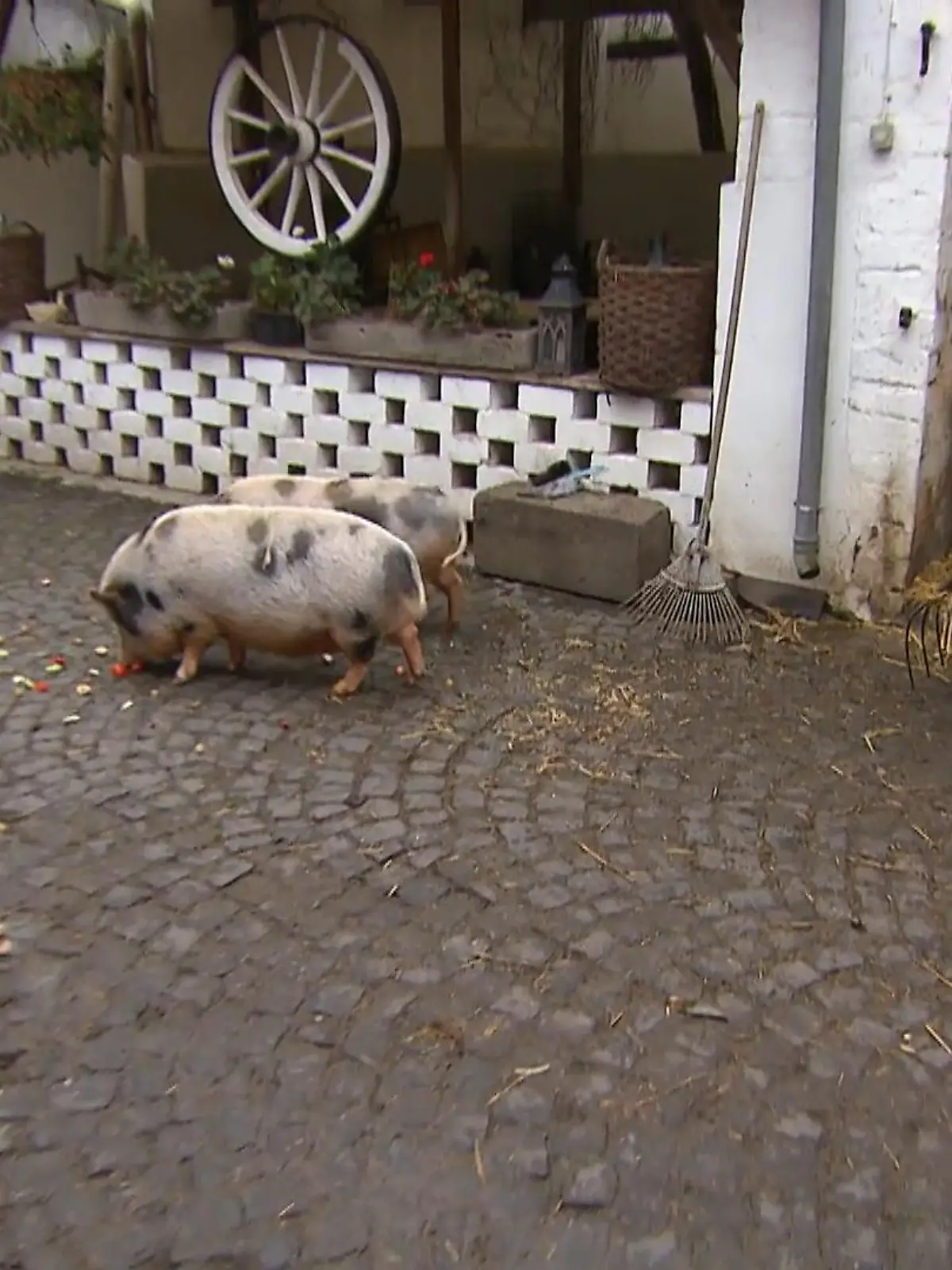 Bild zu: "Minischweine suchen neues Zuhause"