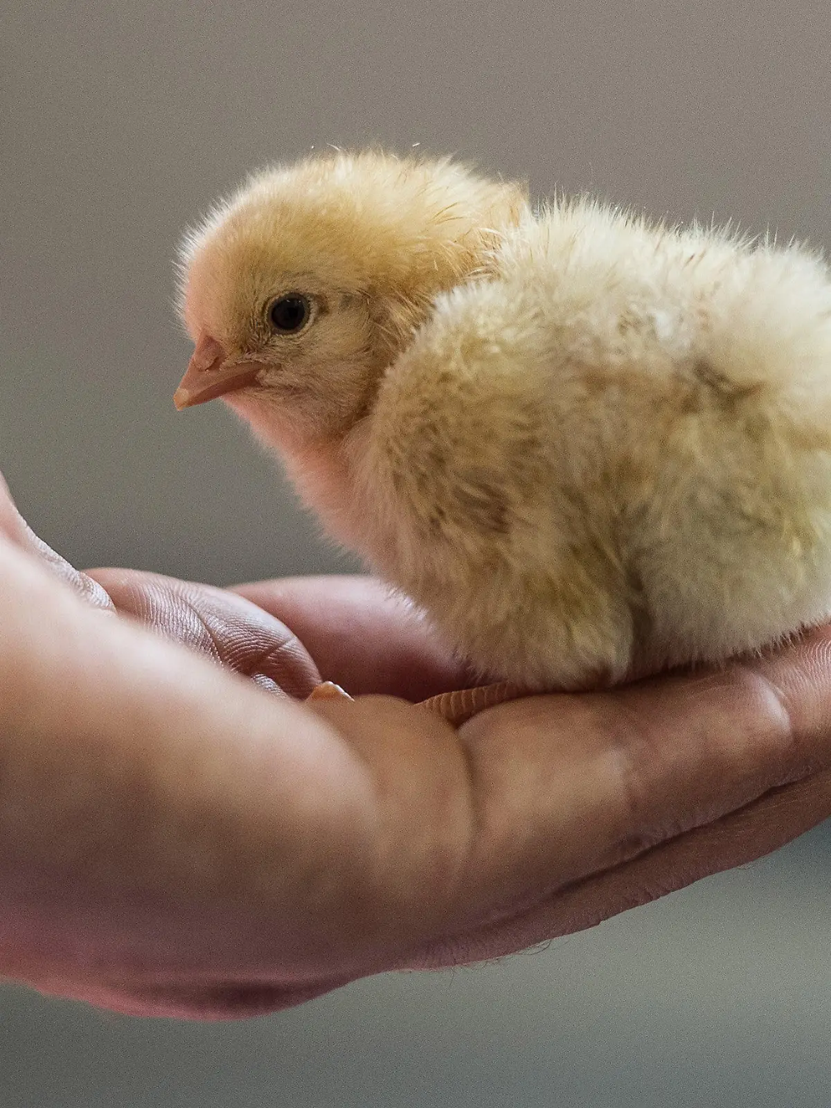 ARCHIV - Ein männliches Hühner-Küken sitzt am 30.03.2015 in Leipzig (Sachsen) auf einer Hand.   Foto: Peter Endig/dpa   (zu dpa "Anklage gegen Brüterei in Münster: massenhaftes Töten von Küken" vom 13.02.2016) +++(c) dpa - Bildfunk+++