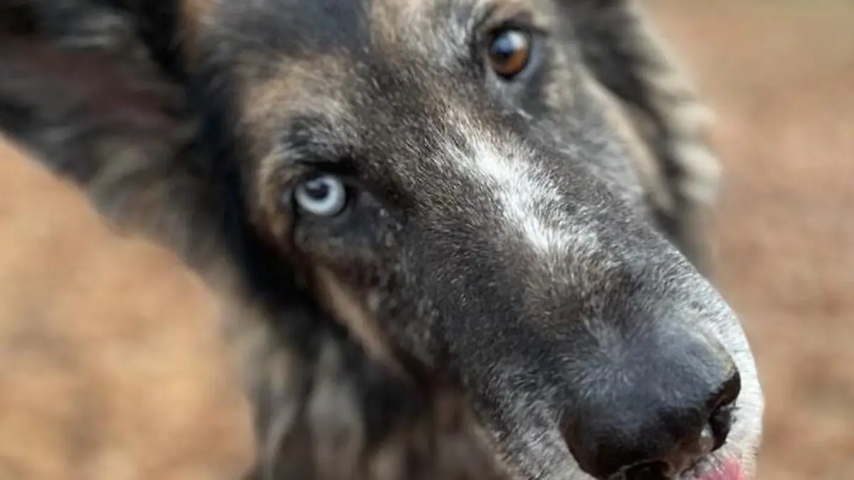 Schäferhund Mario wartet aktuell im Tierheim Dellbrück noch auf sein Für-Immer-Zuhause.